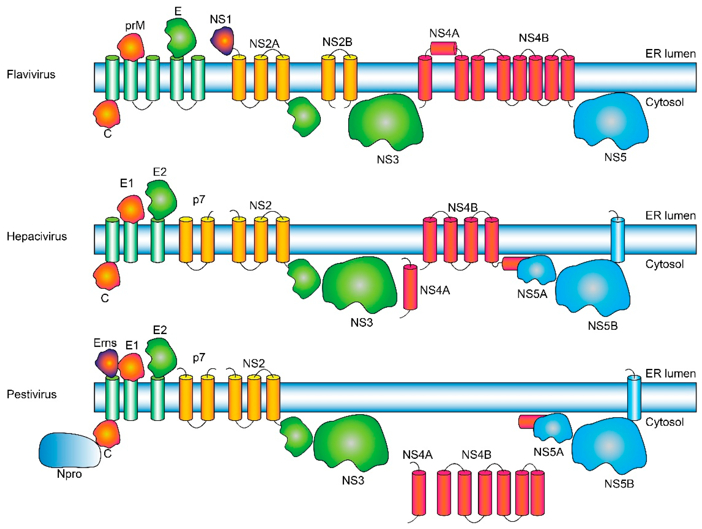 Ijms 26 10159 g001 Ijms 26 10159 g001