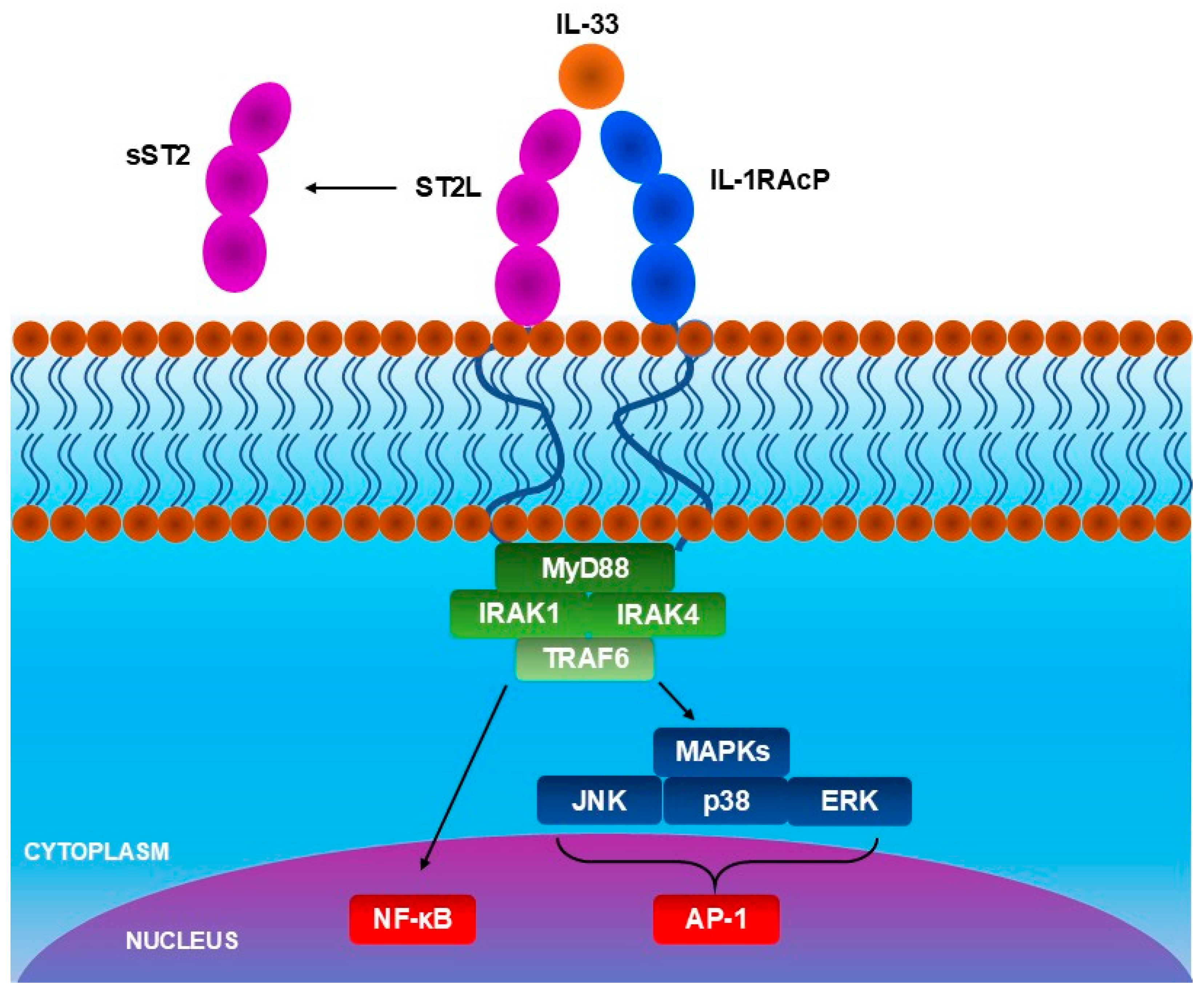 Ijms 26 10162 g003 Ijms 26 10162 g003