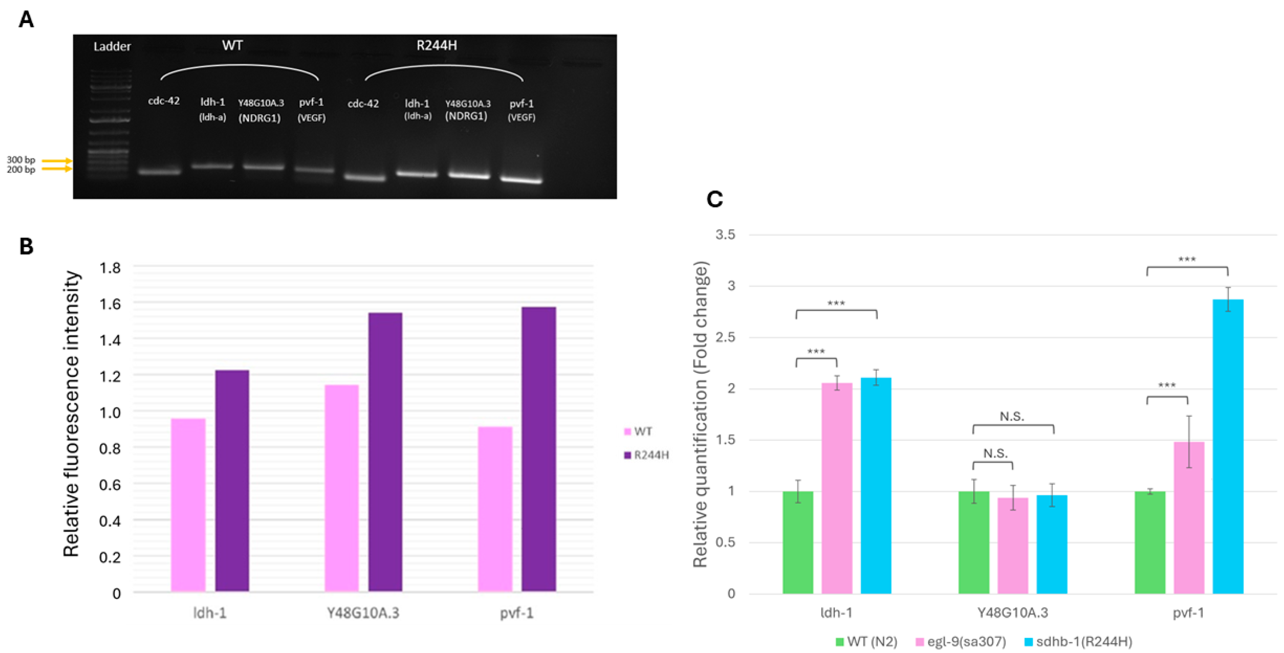 Ijms 26 10185 g001 Ijms 26 10185 g001