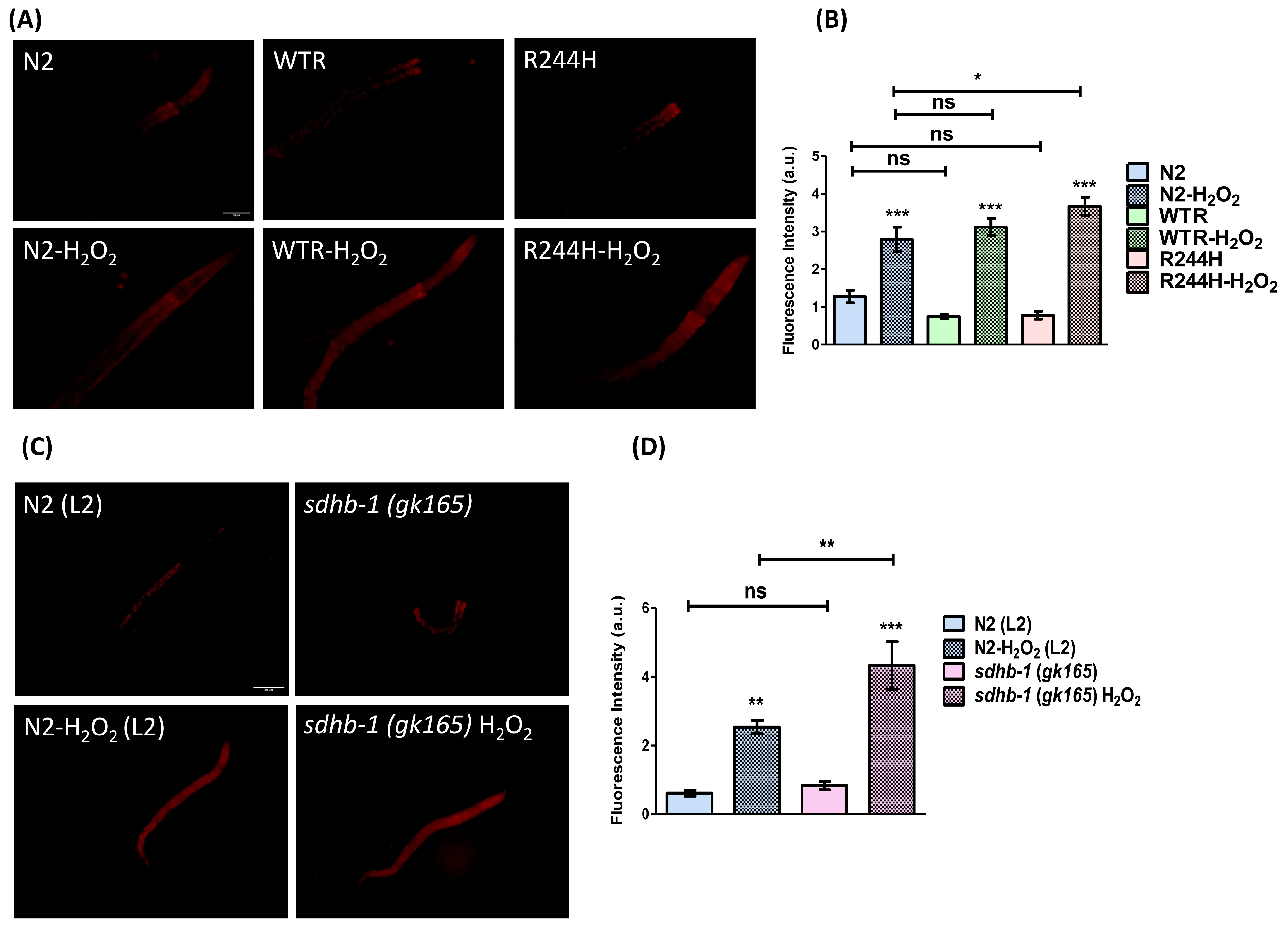 Ijms 26 10185 g003 Ijms 26 10185 g003