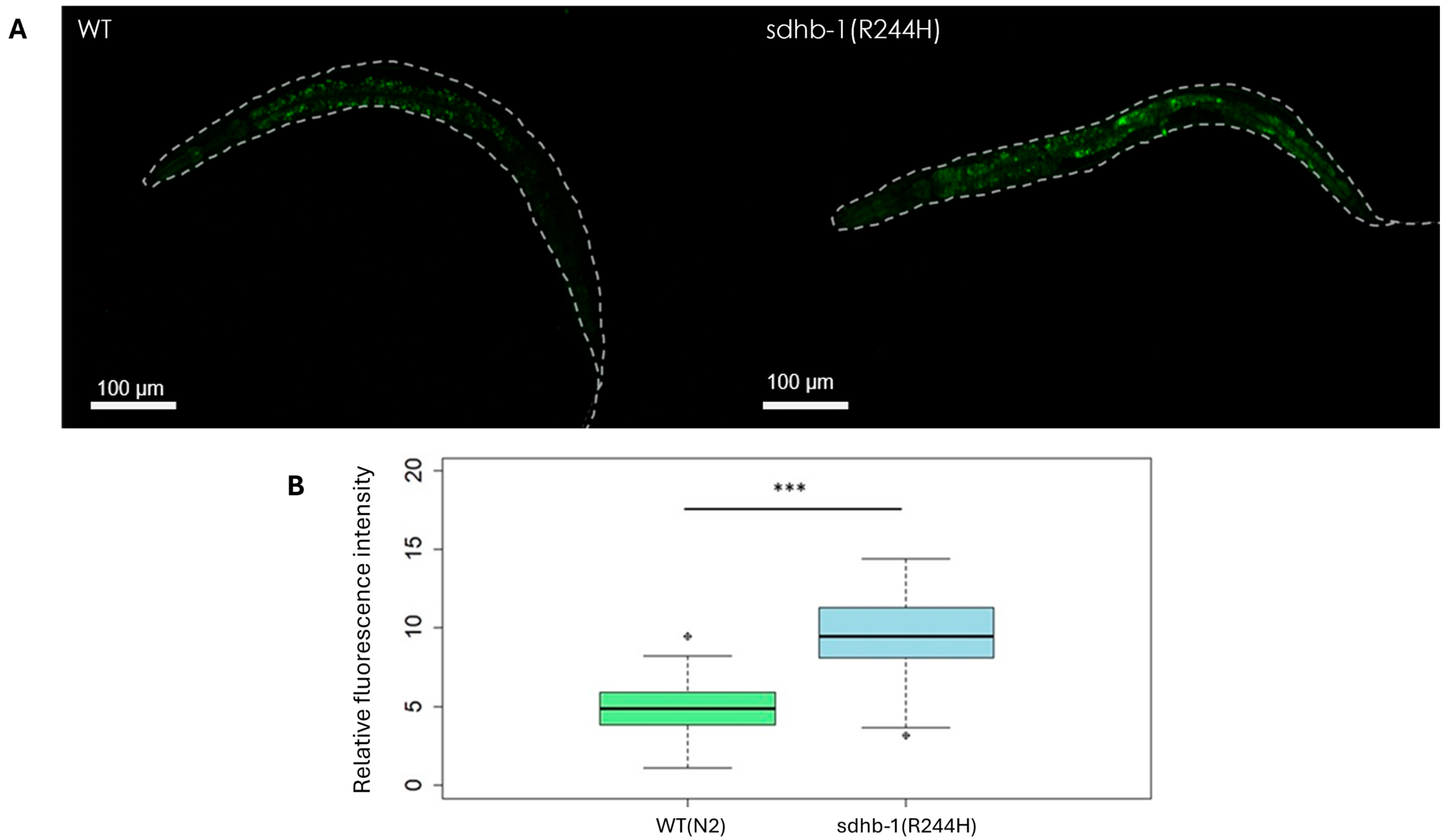 Ijms 26 10185 g004 Ijms 26 10185 g004