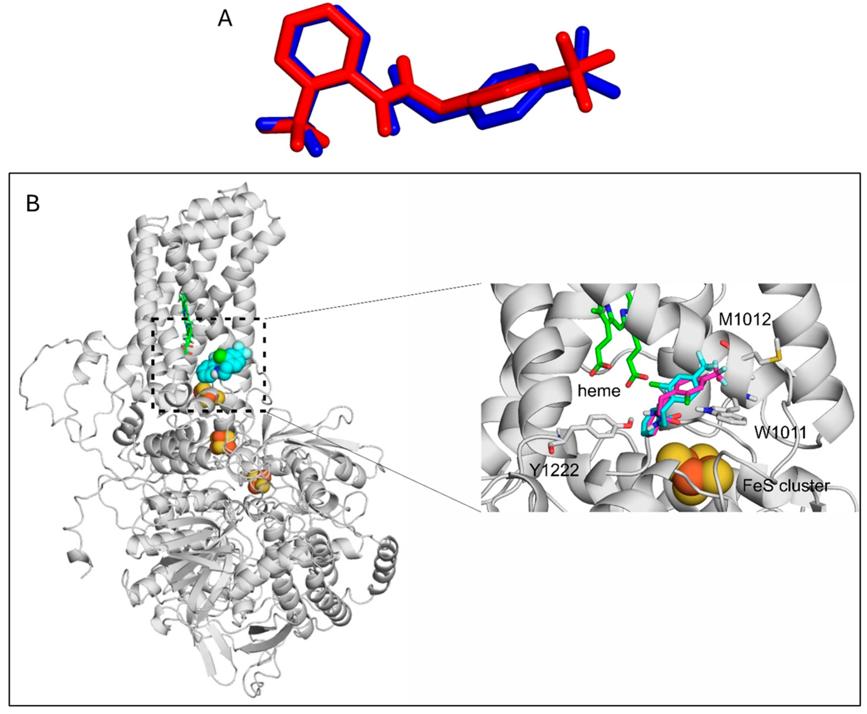 Ijms 26 10185 g007 Ijms 26 10185 g007