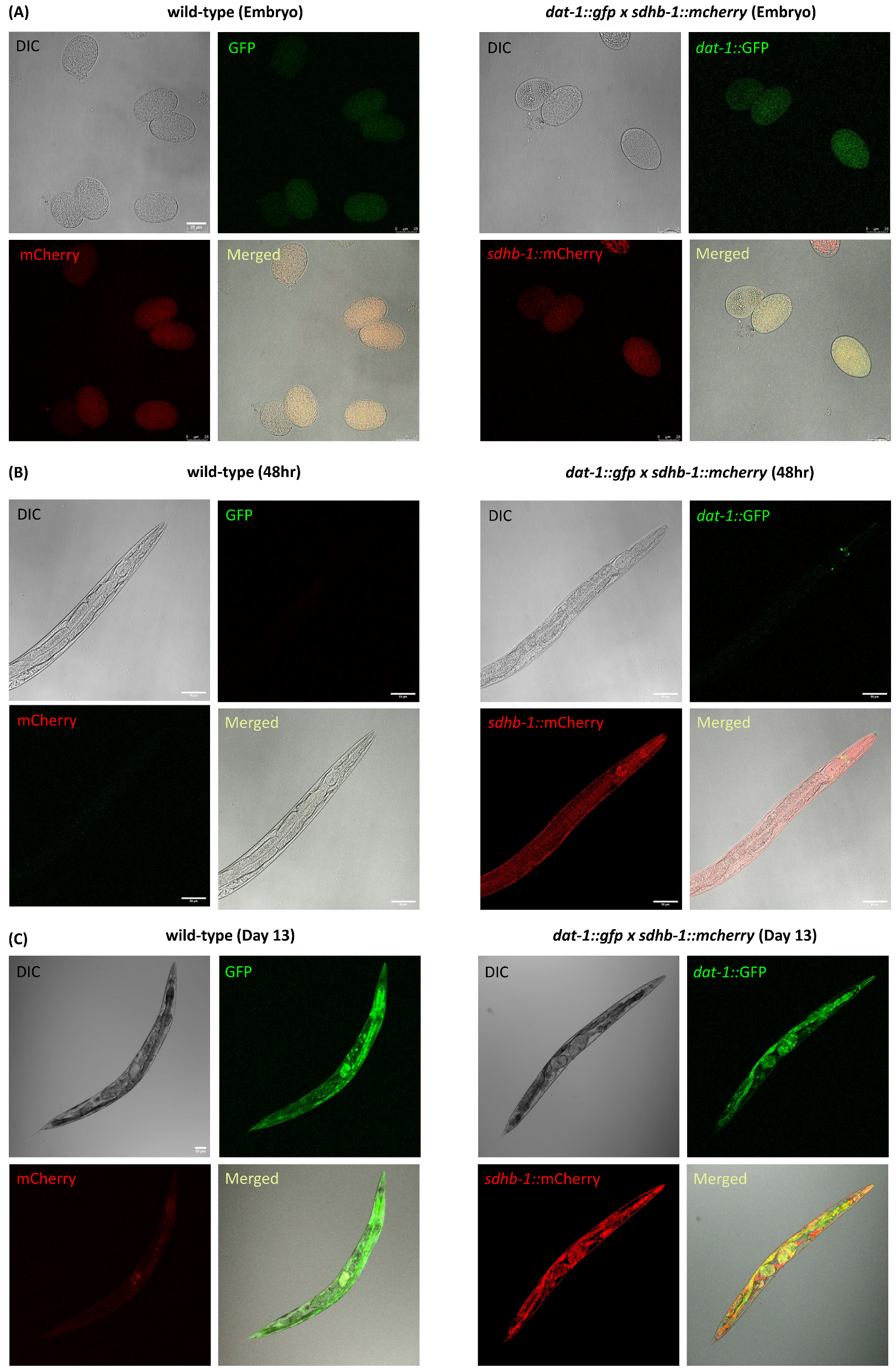 Ijms 26 10185 g008 Ijms 26 10185 g008