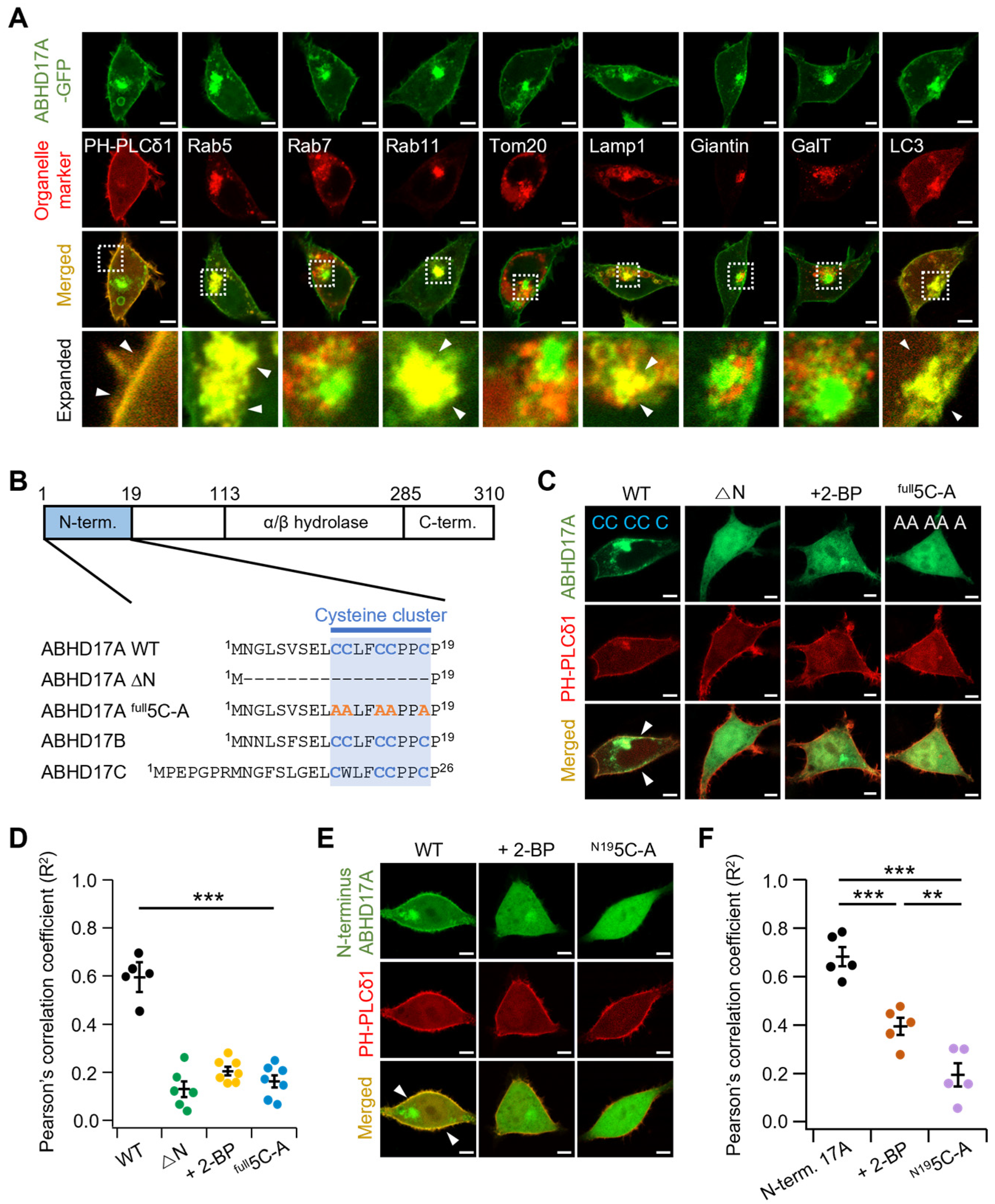 Ijms 26 10190 g001 Ijms 26 10190 g001