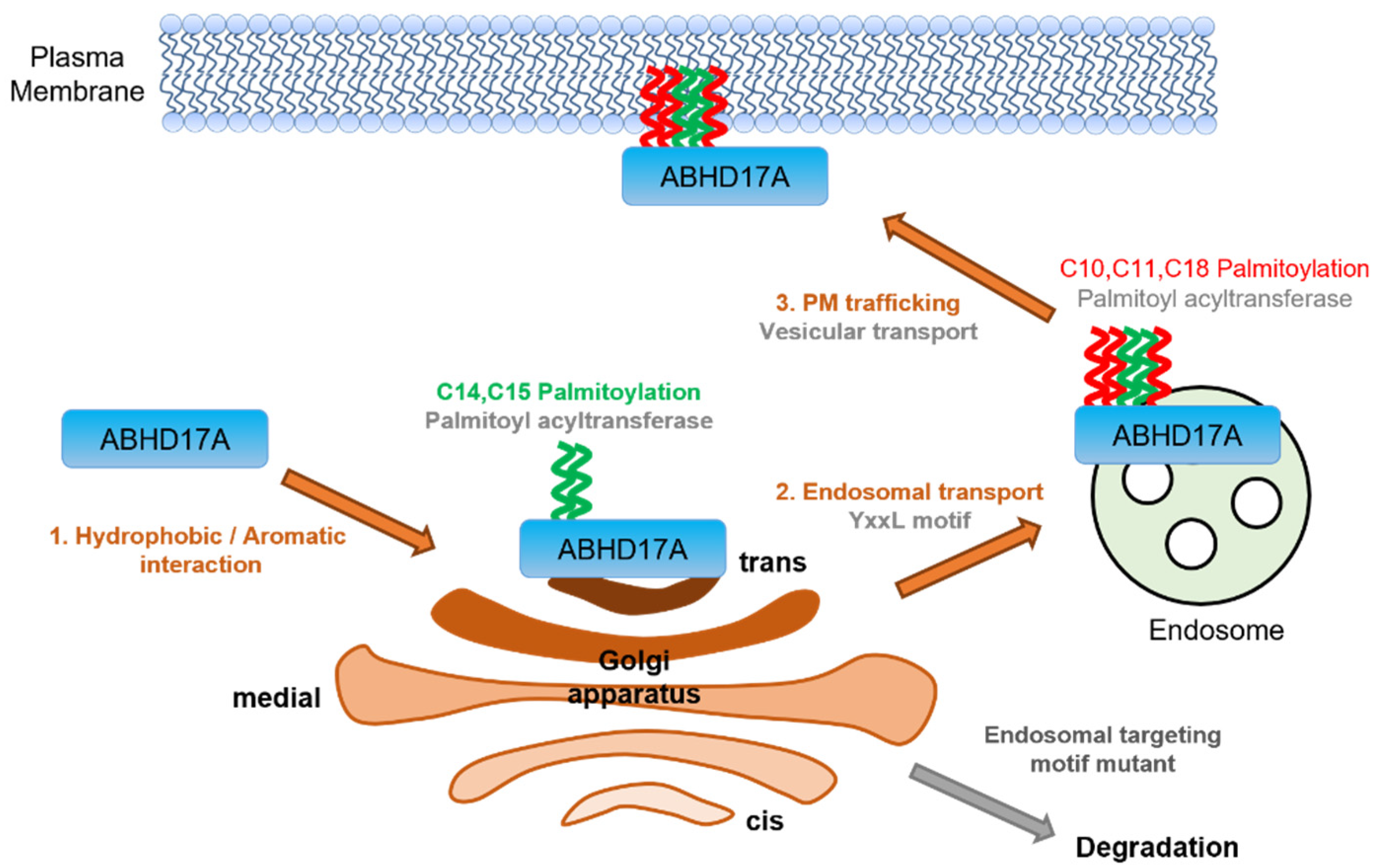 Ijms 26 10190 g006 Ijms 26 10190 g006