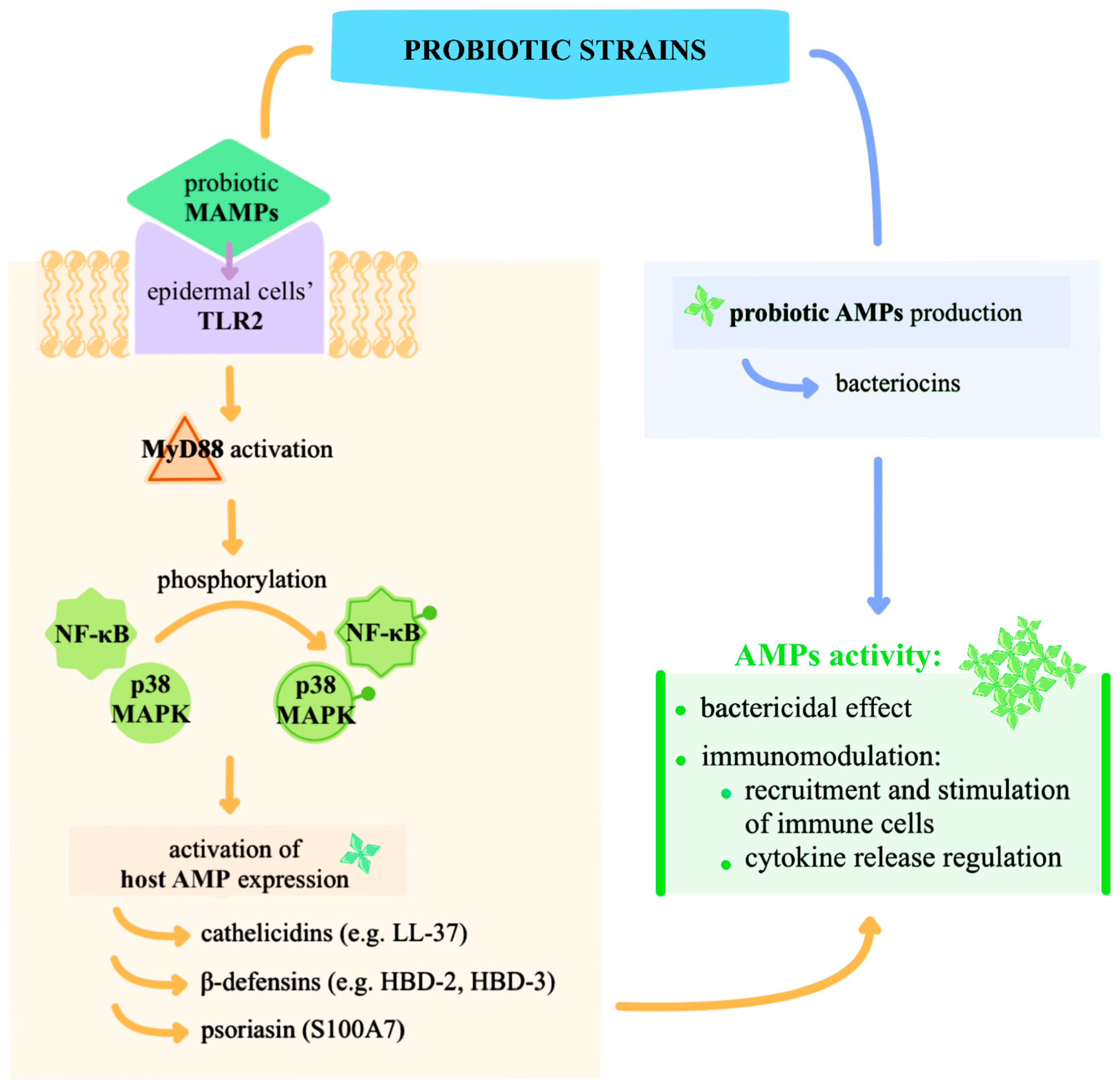 Ijms 26 10195 g004 Ijms 26 10195 g004