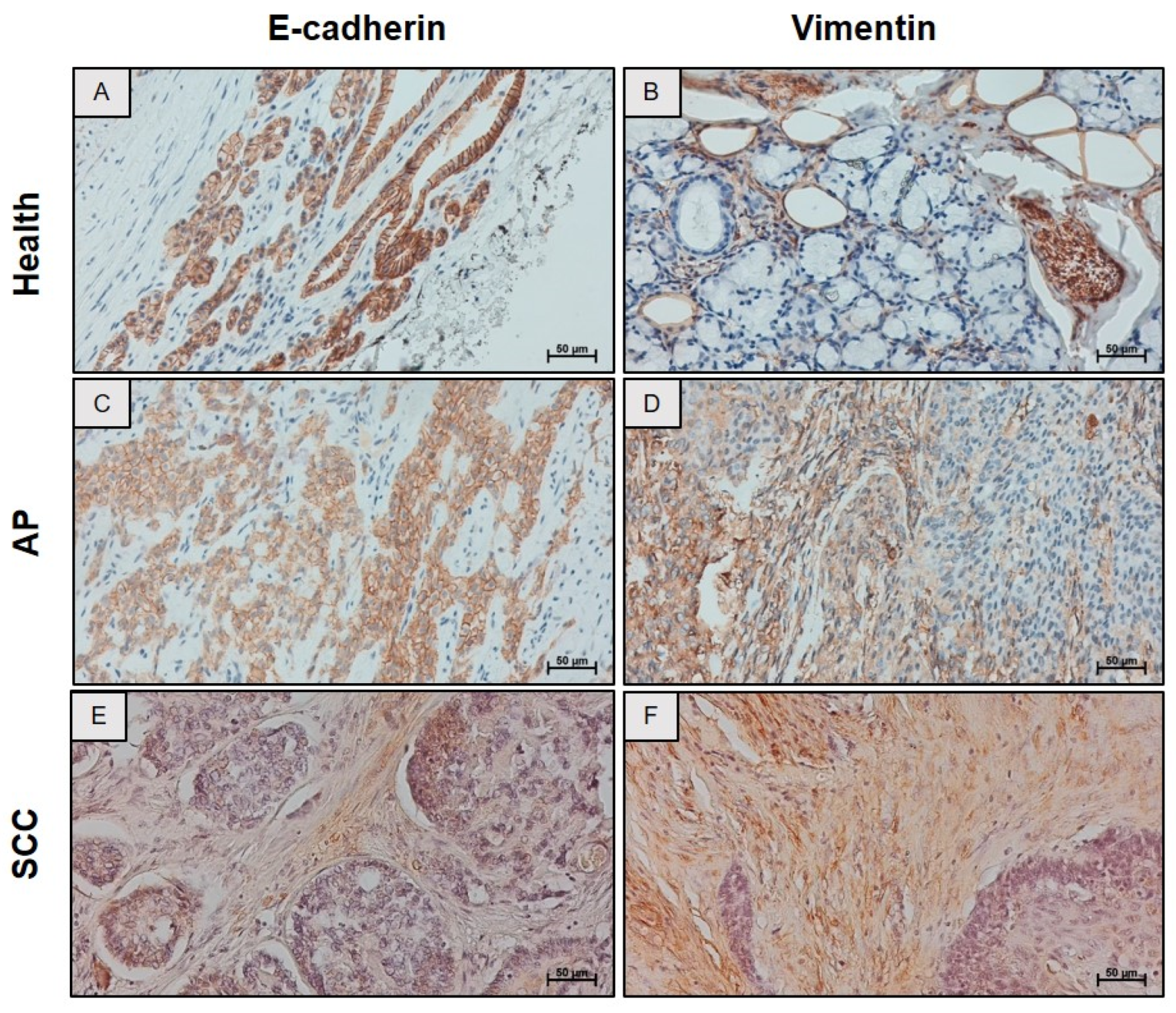 Ijms 26 10199 g002 Ijms 26 10199 g002