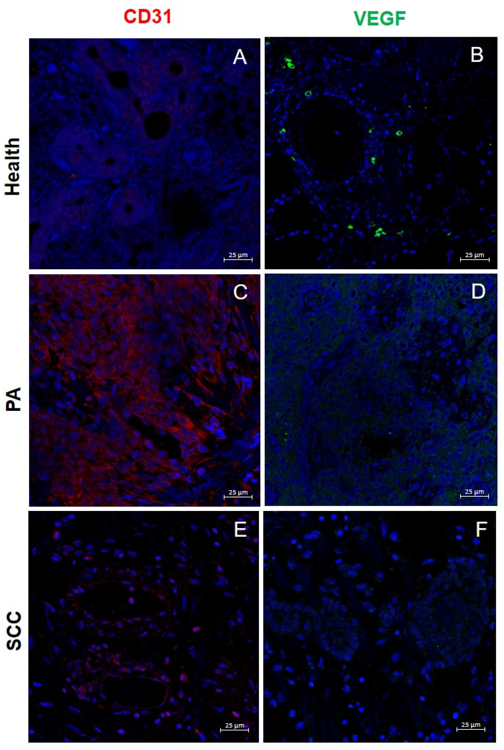 Ijms 26 10199 g003 Ijms 26 10199 g003