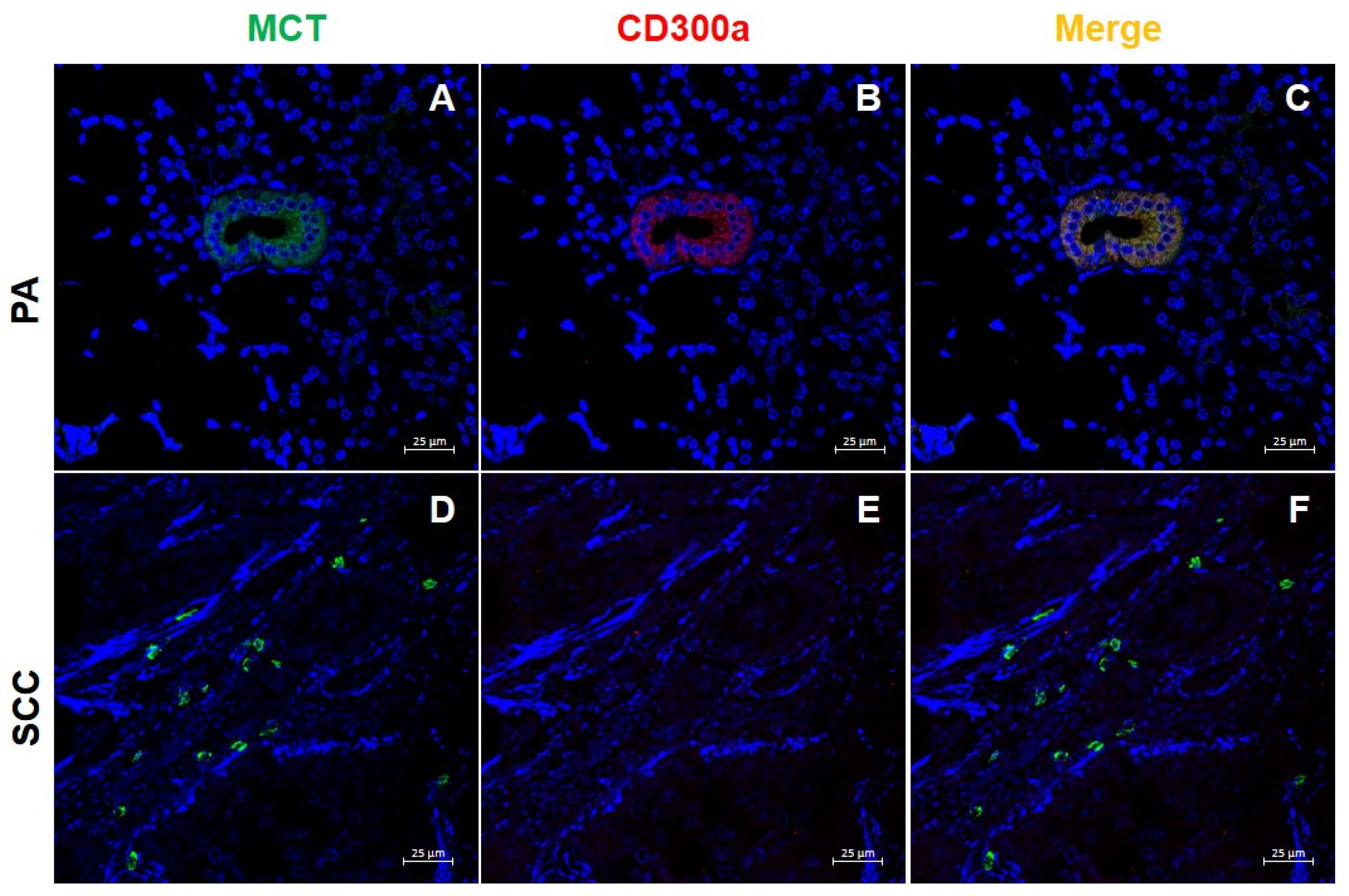Ijms 26 10199 g005 Ijms 26 10199 g005
