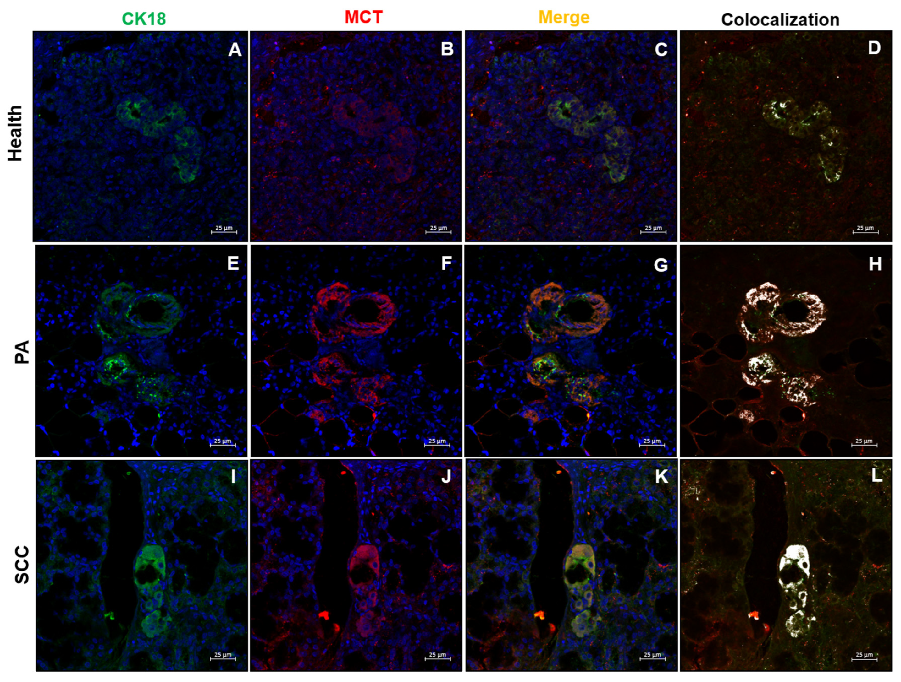 Ijms 26 10199 g006 Ijms 26 10199 g006