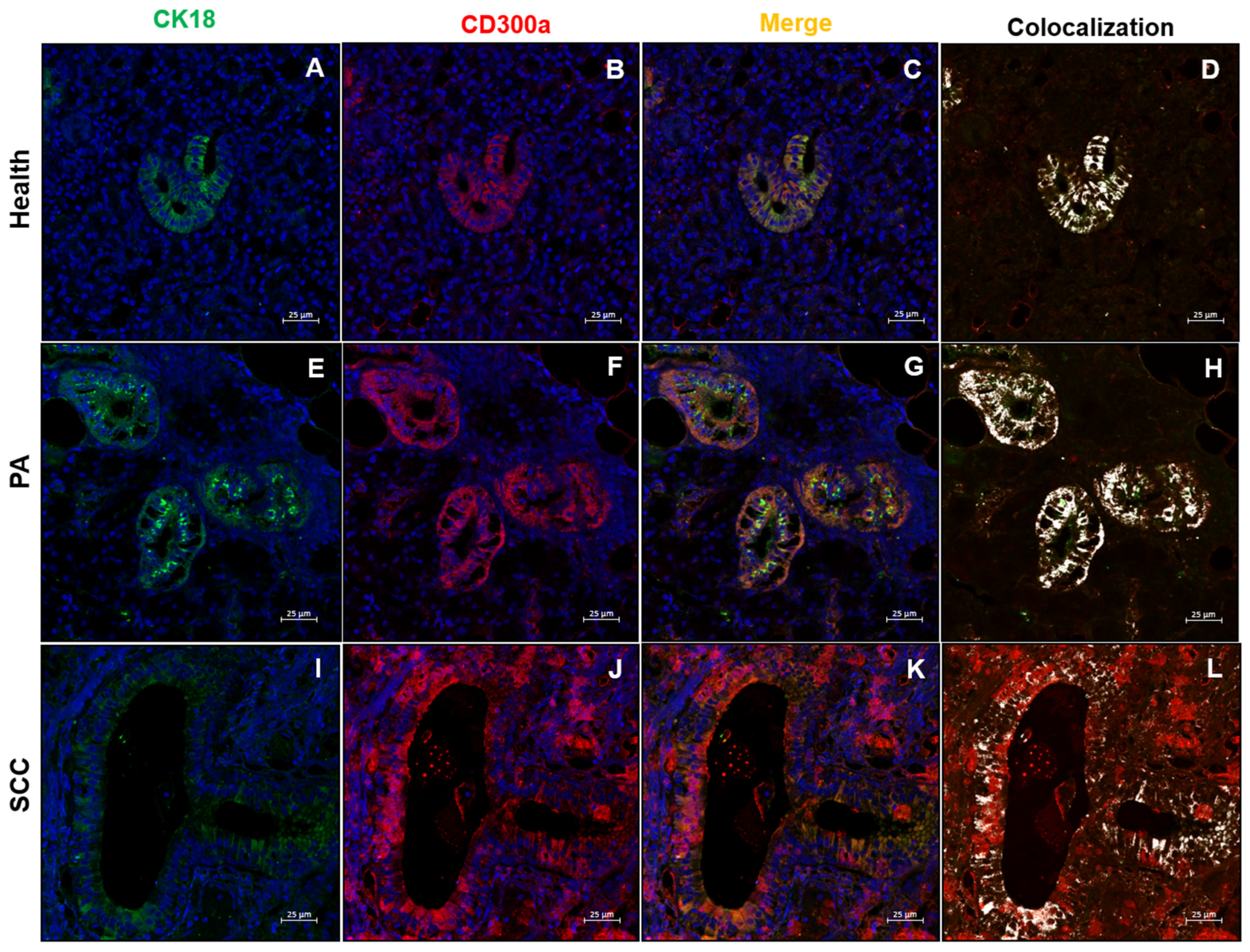 Ijms 26 10199 g007 Ijms 26 10199 g007
