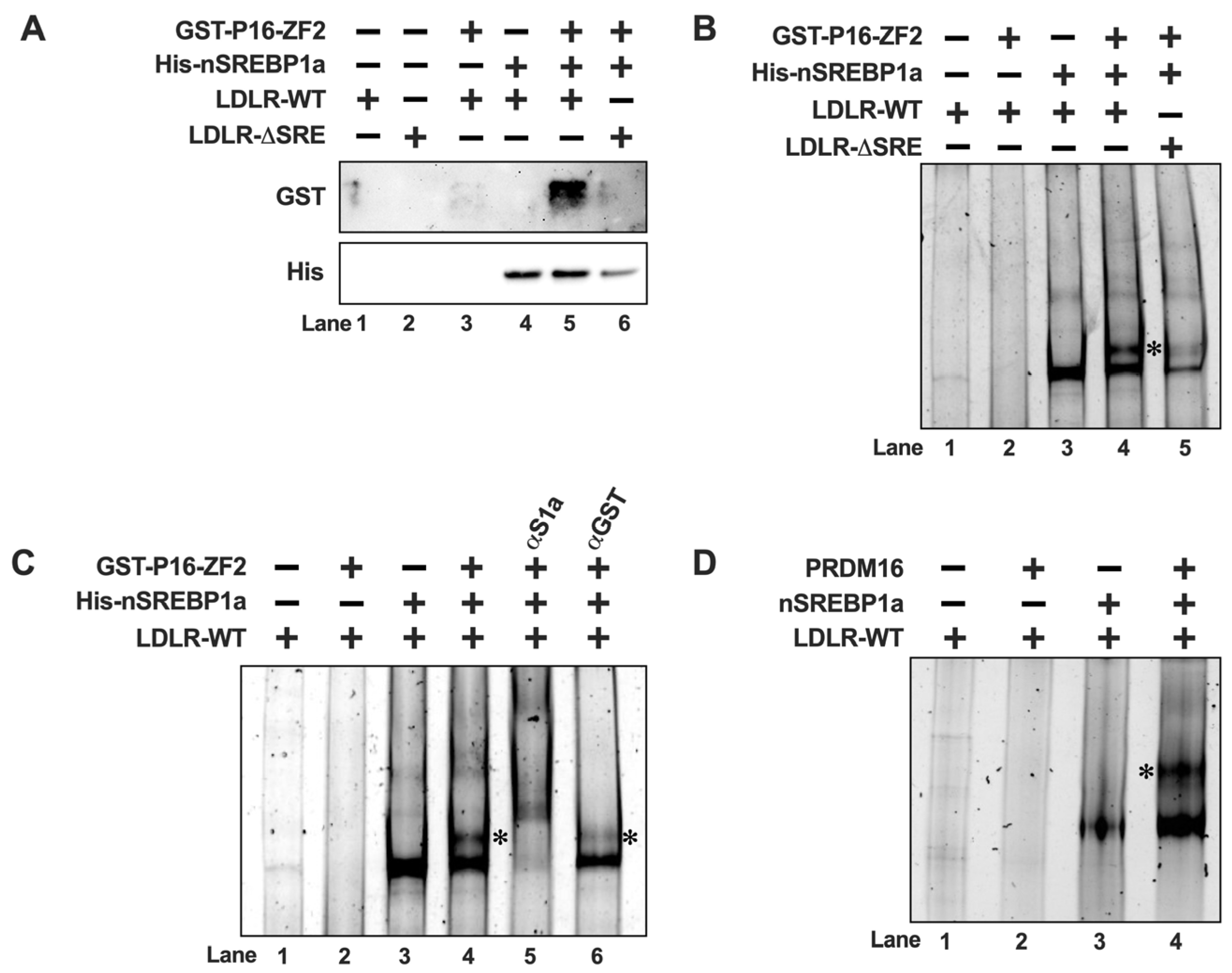 Ijms 26 10246 g005 Ijms 26 10246 g005