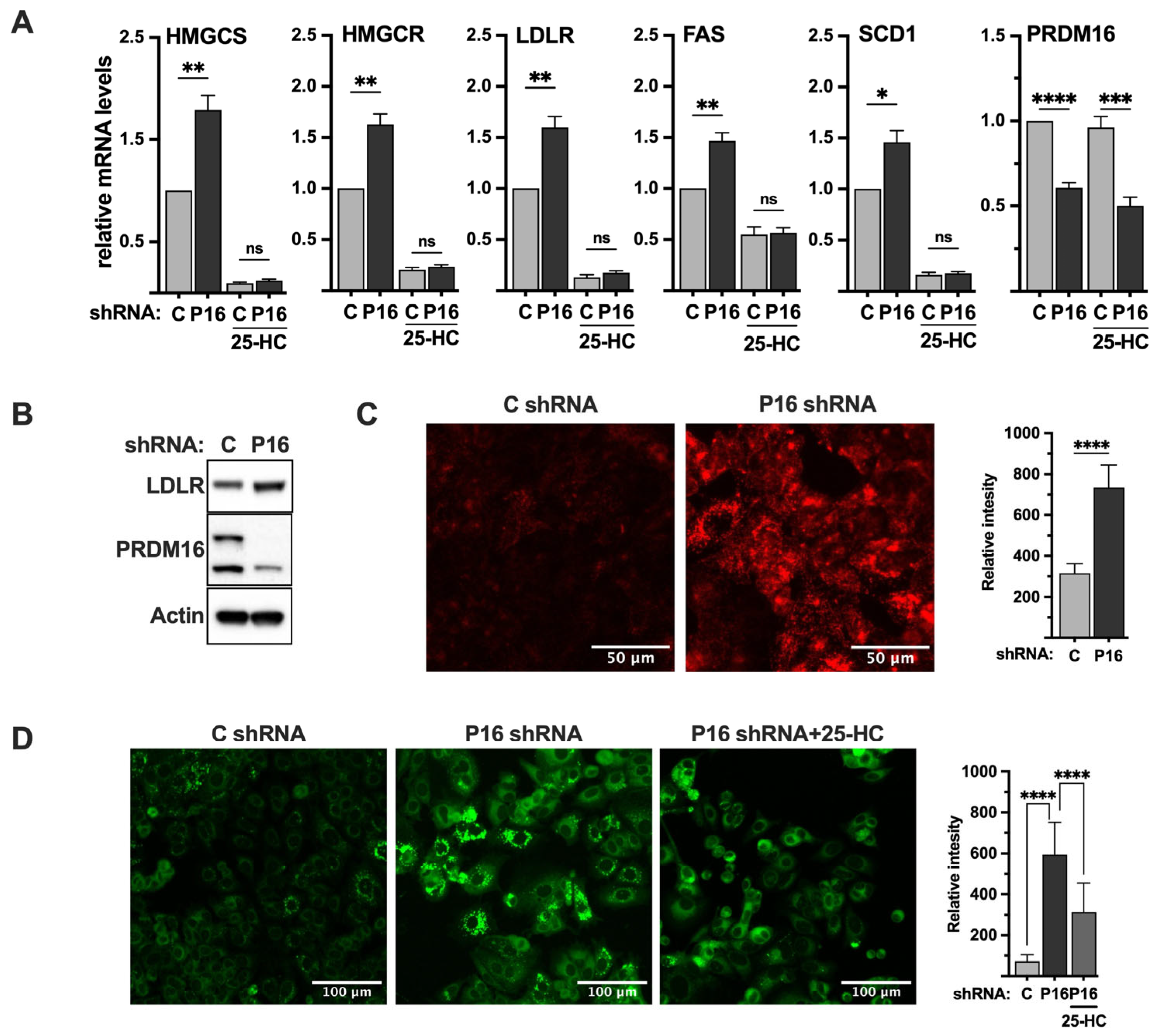 Ijms 26 10246 g006 Ijms 26 10246 g006