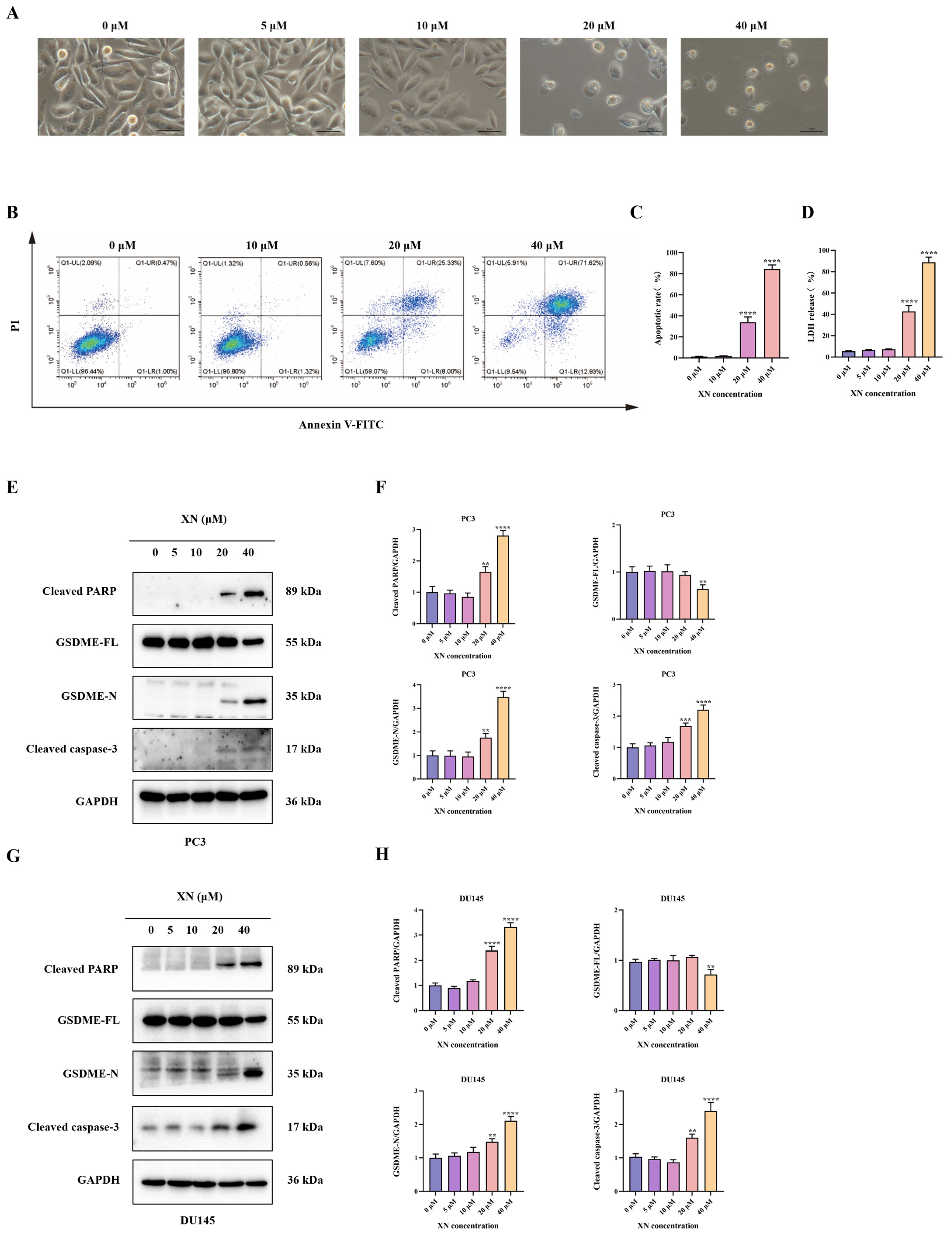Ijms 26 10347 g002 Ijms 26 10347 g002
