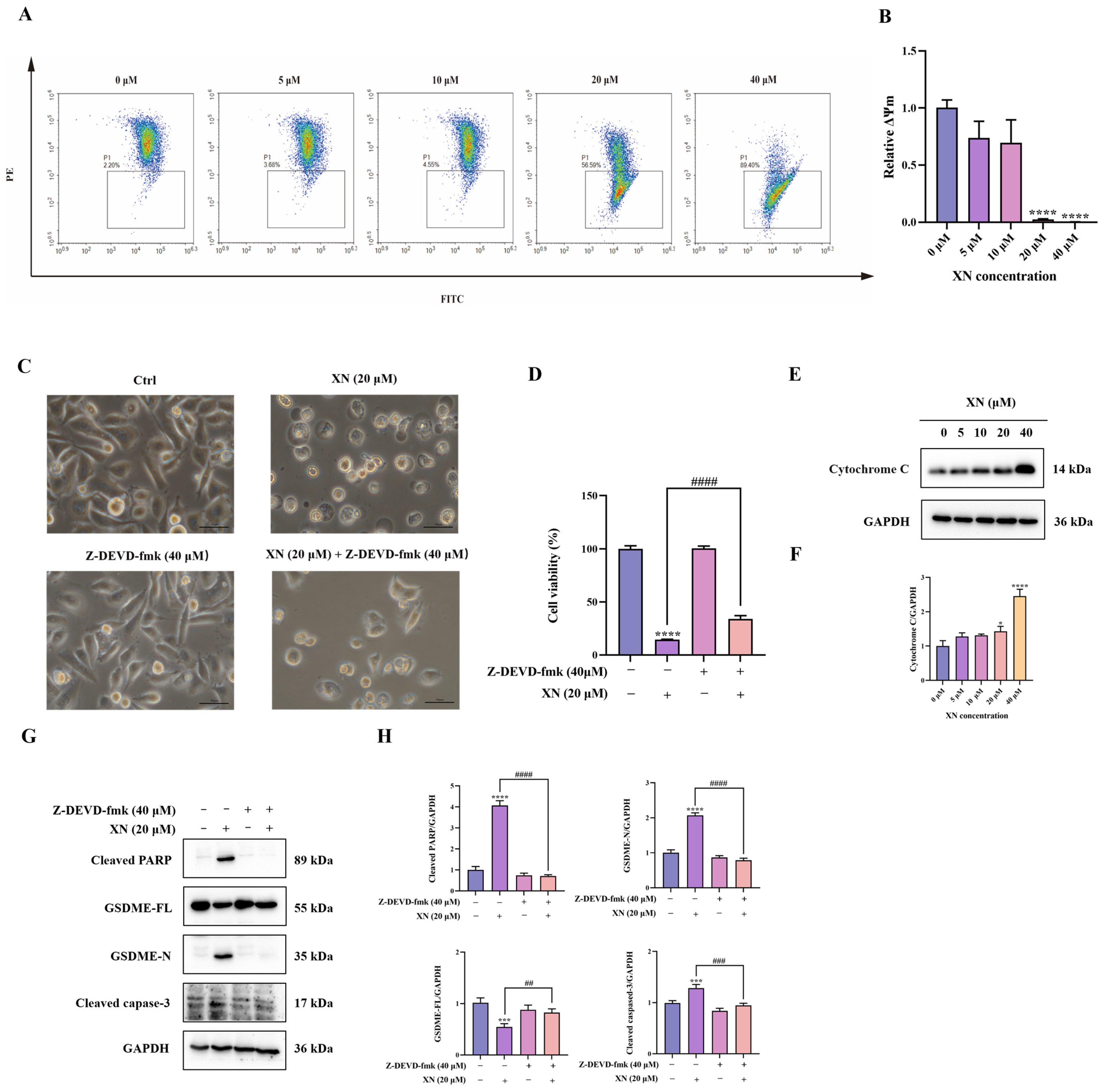 Ijms 26 10347 g003 Ijms 26 10347 g003