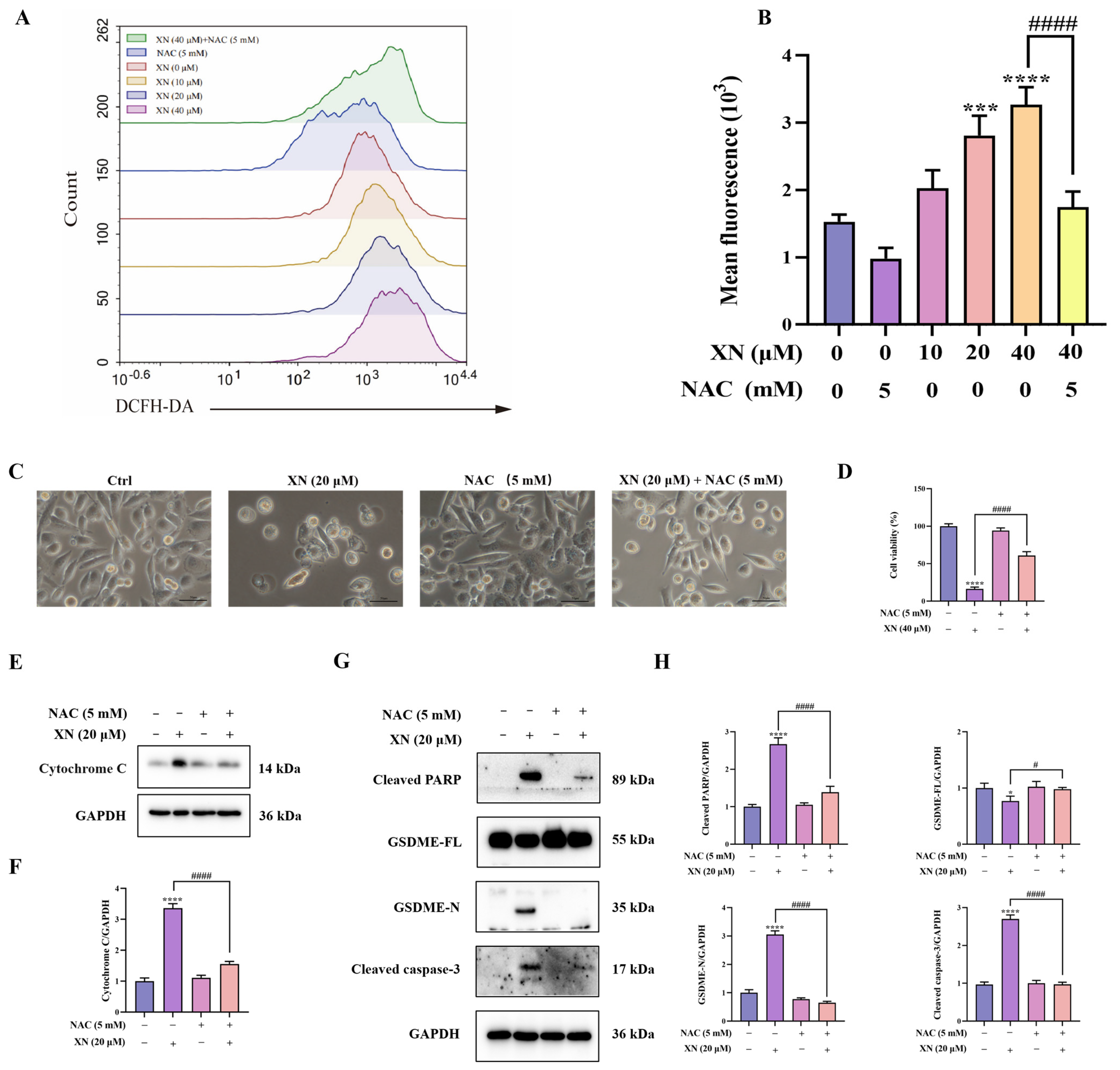 Ijms 26 10347 g004 Ijms 26 10347 g004