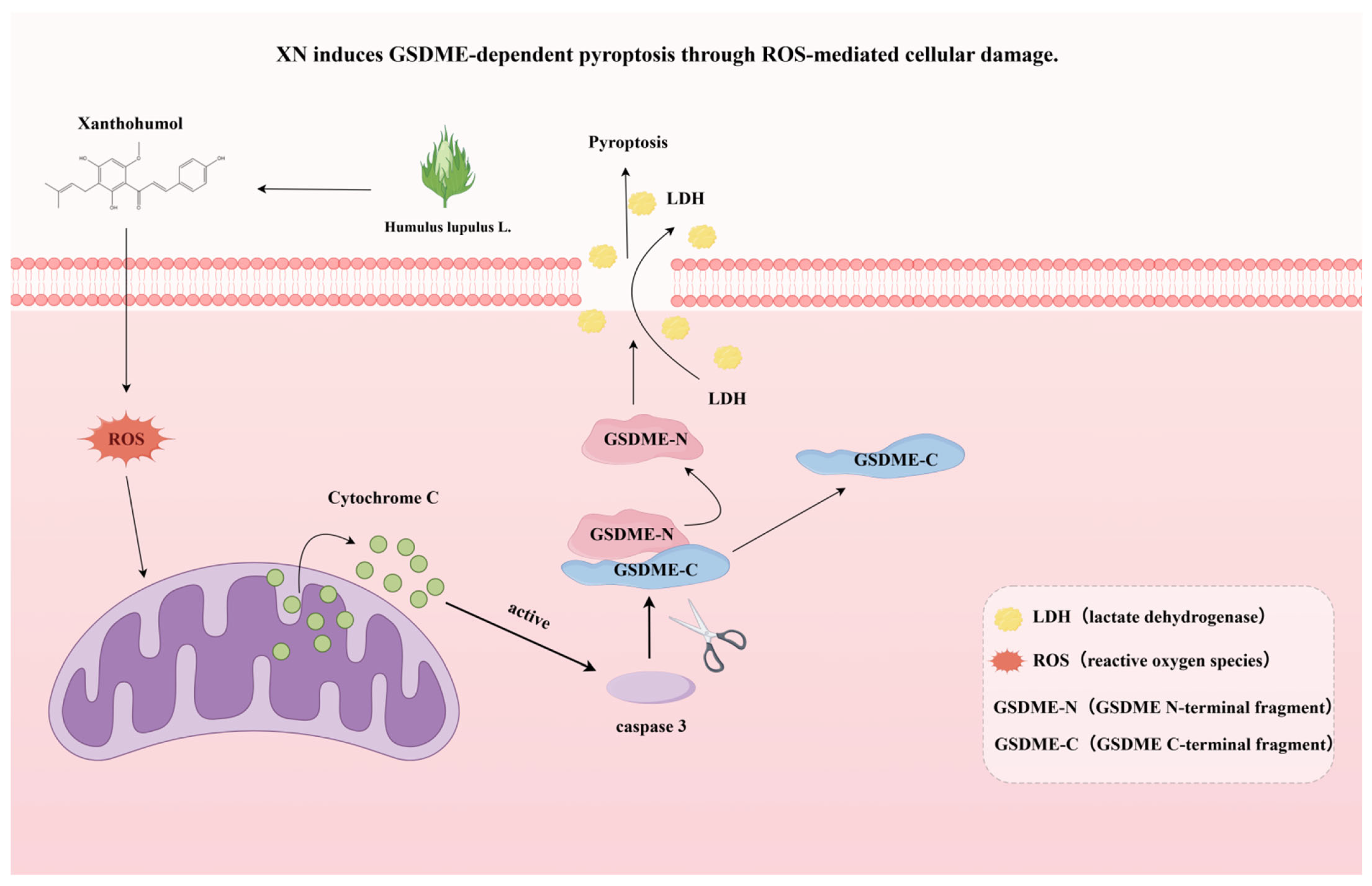 Ijms 26 10347 g005 Ijms 26 10347 g005