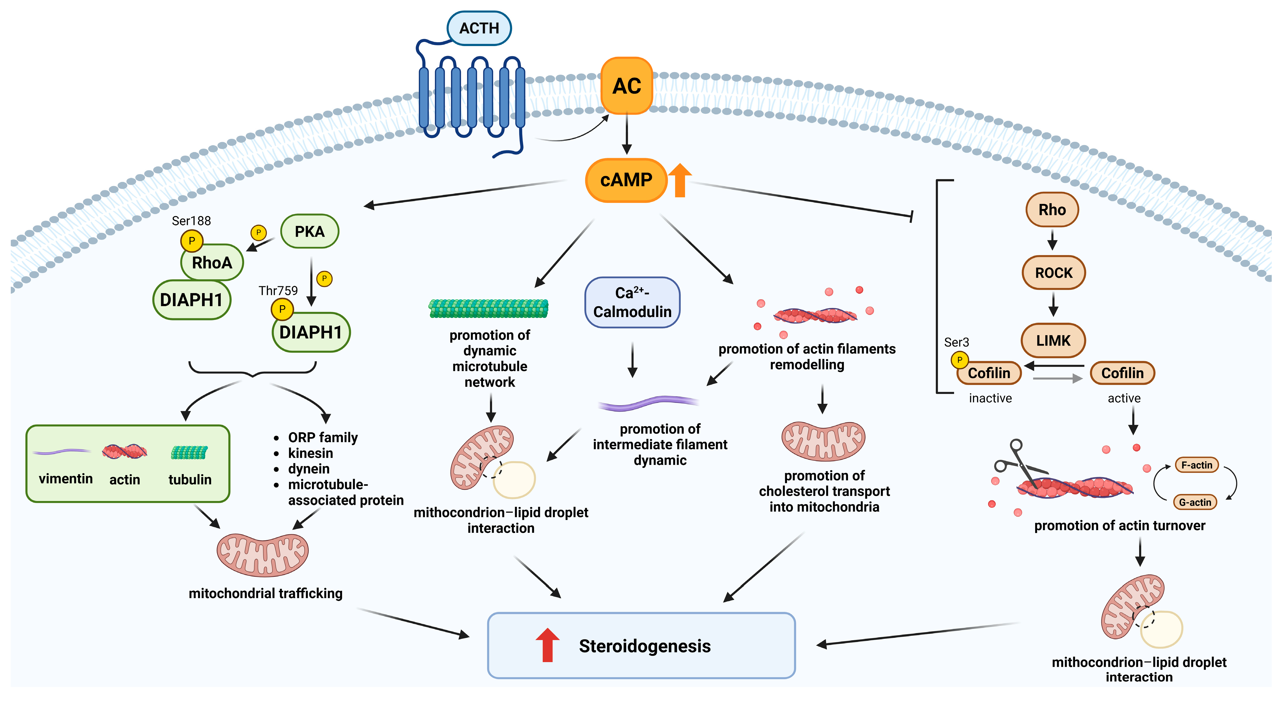 Ijms 26 10348 g002 Ijms 26 10348 g002