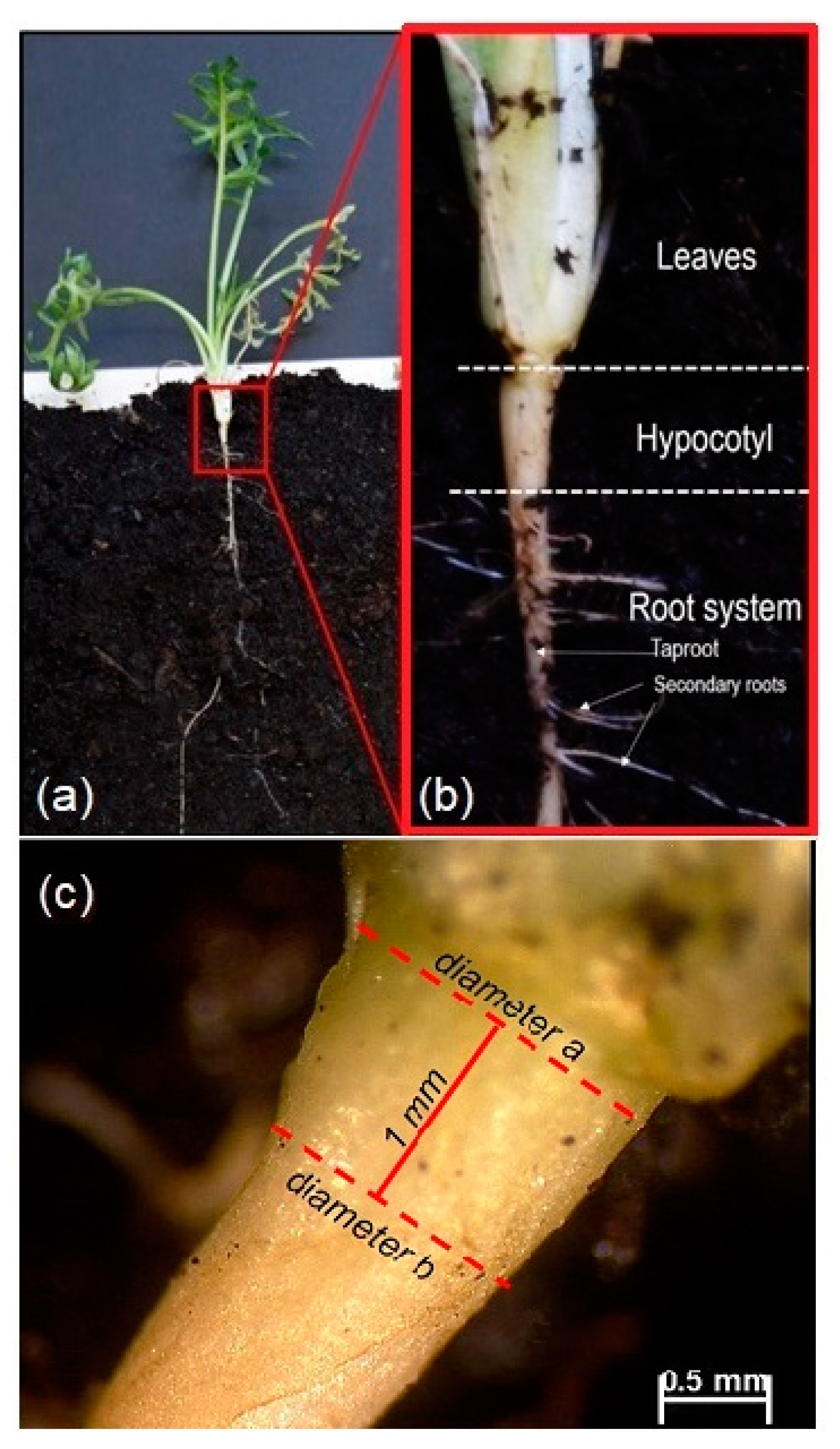 IJPB | Free Full-Text | Effect of Day Length on Growth and Root Morphology  of Yellow Maca (Lepidium meyenii) Seedlings