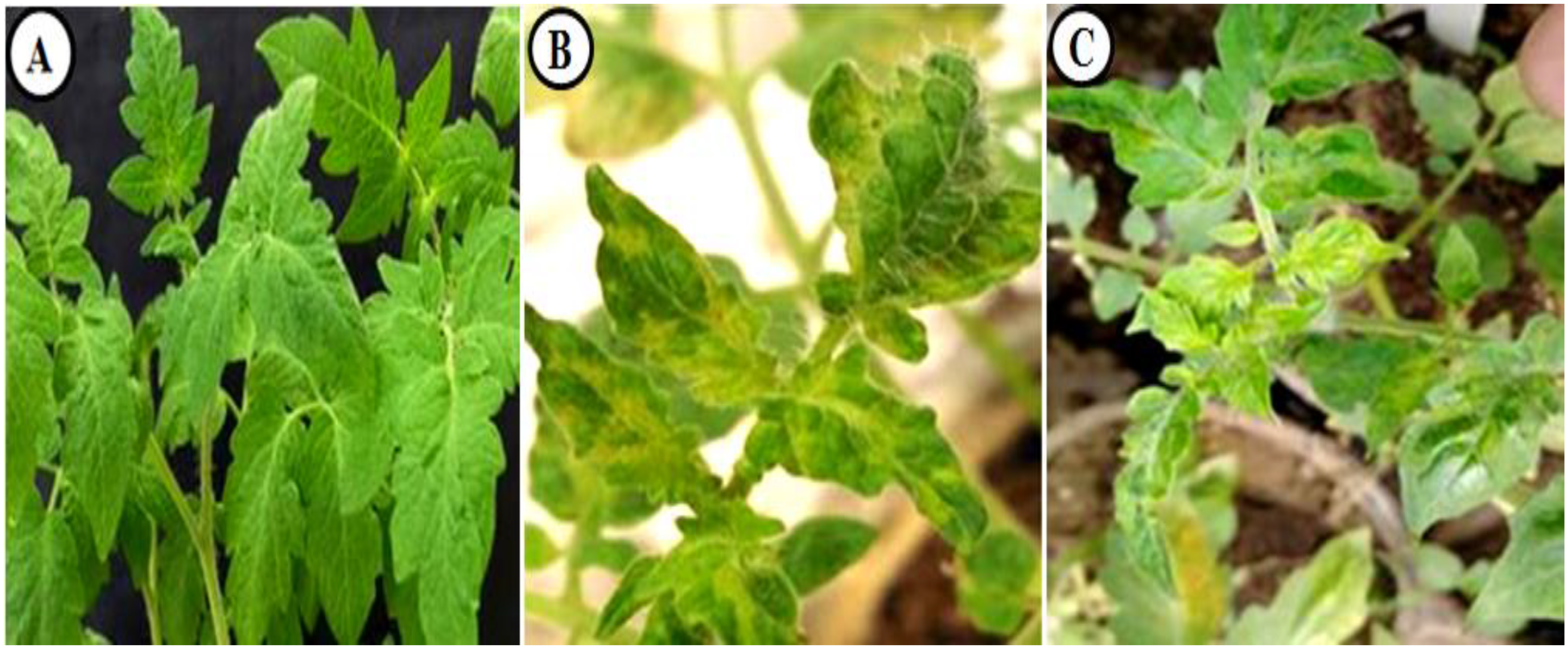 Ijpb 14 00035 g002 Ijpb 14 00035 g002