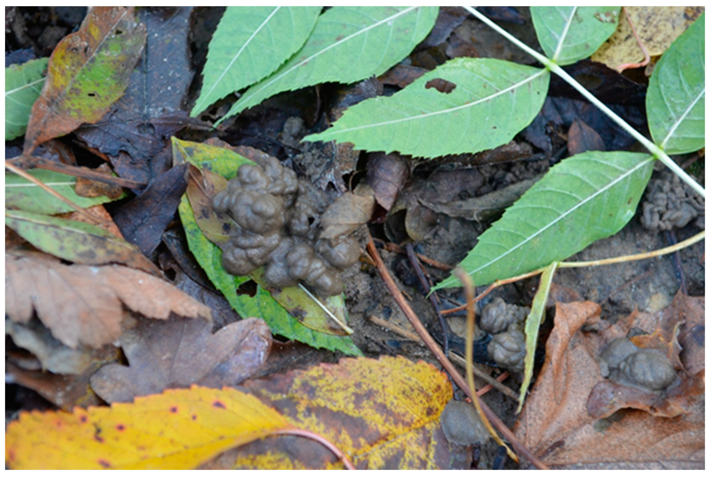 Ijpb 14 00050 g011 Ijpb 14 00050 g011