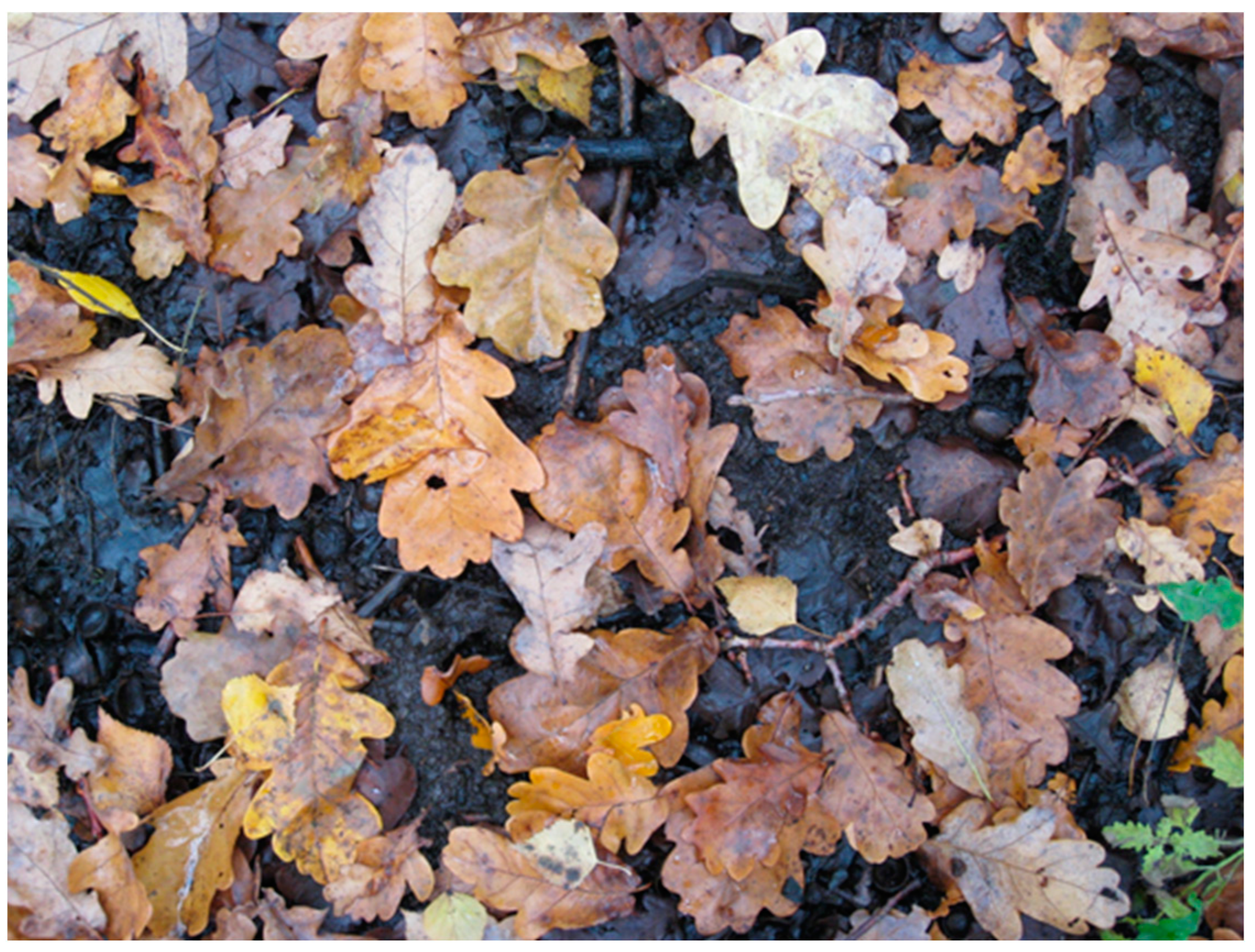 Ijpb 14 00050 g014 Ijpb 14 00050 g014