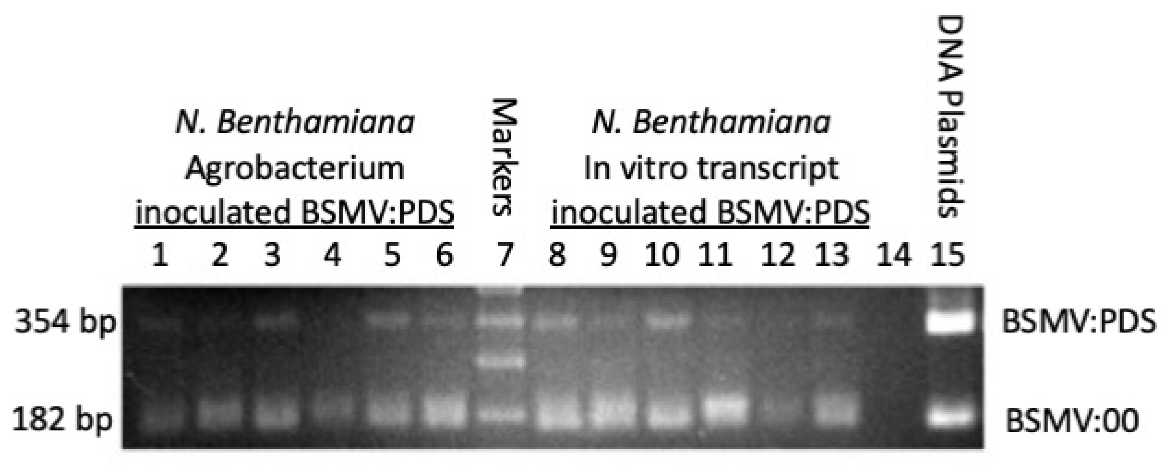 Ijpb 14 00080 g002