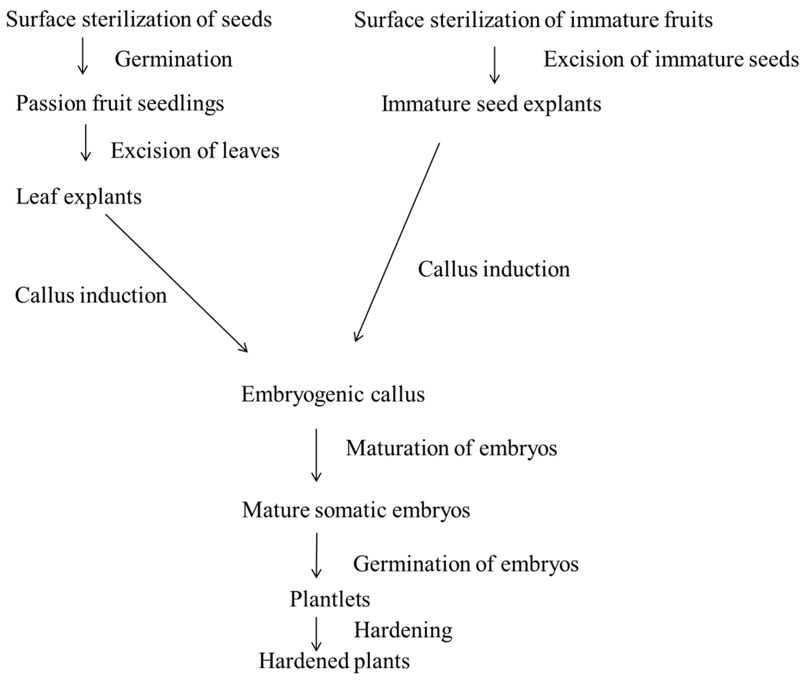 IJPB | Free Full-Text | Somatic Embryogenesis and Plant Regeneration of ...