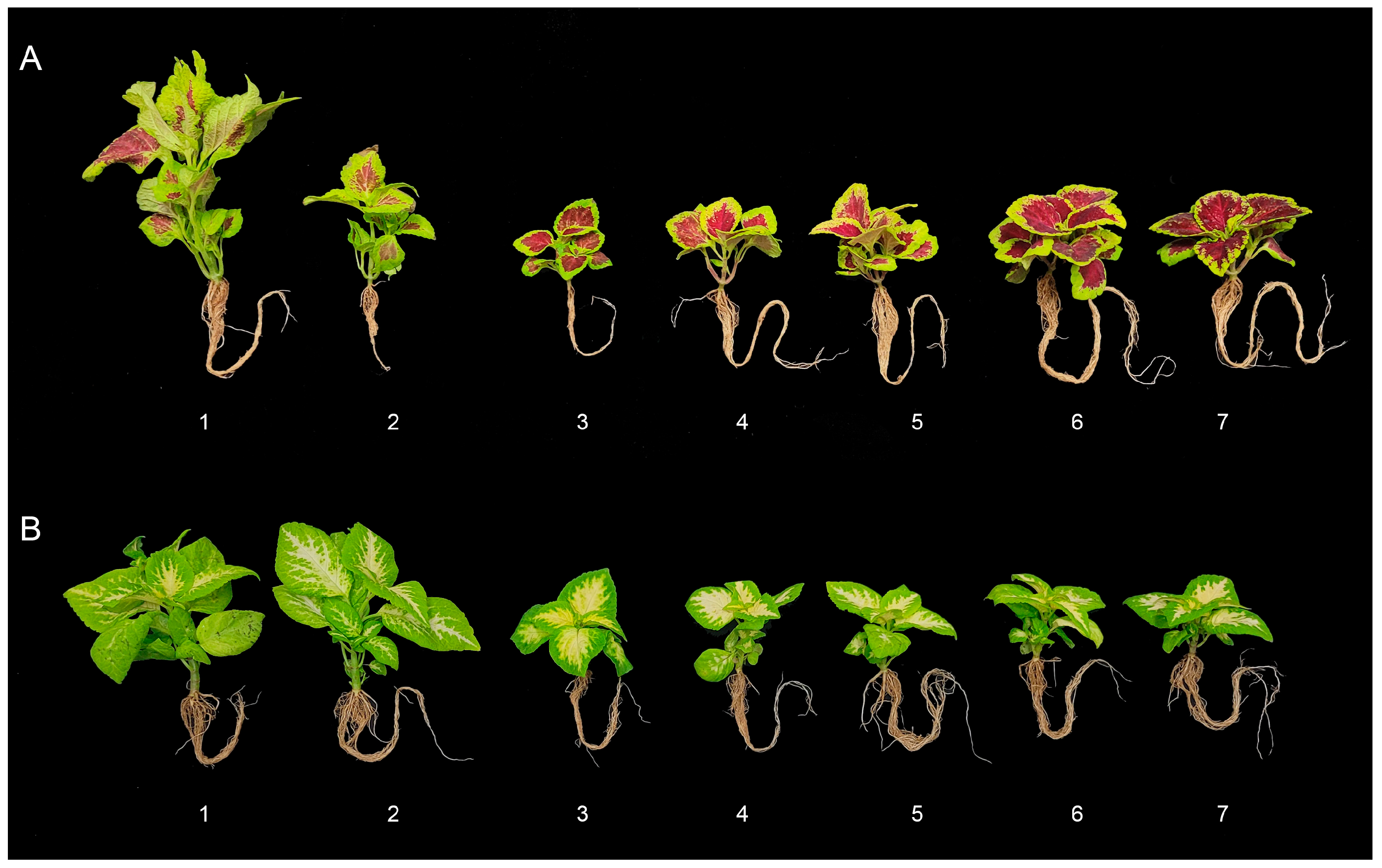 Ijpb 15 00058 g002 Ijpb 15 00058 g002