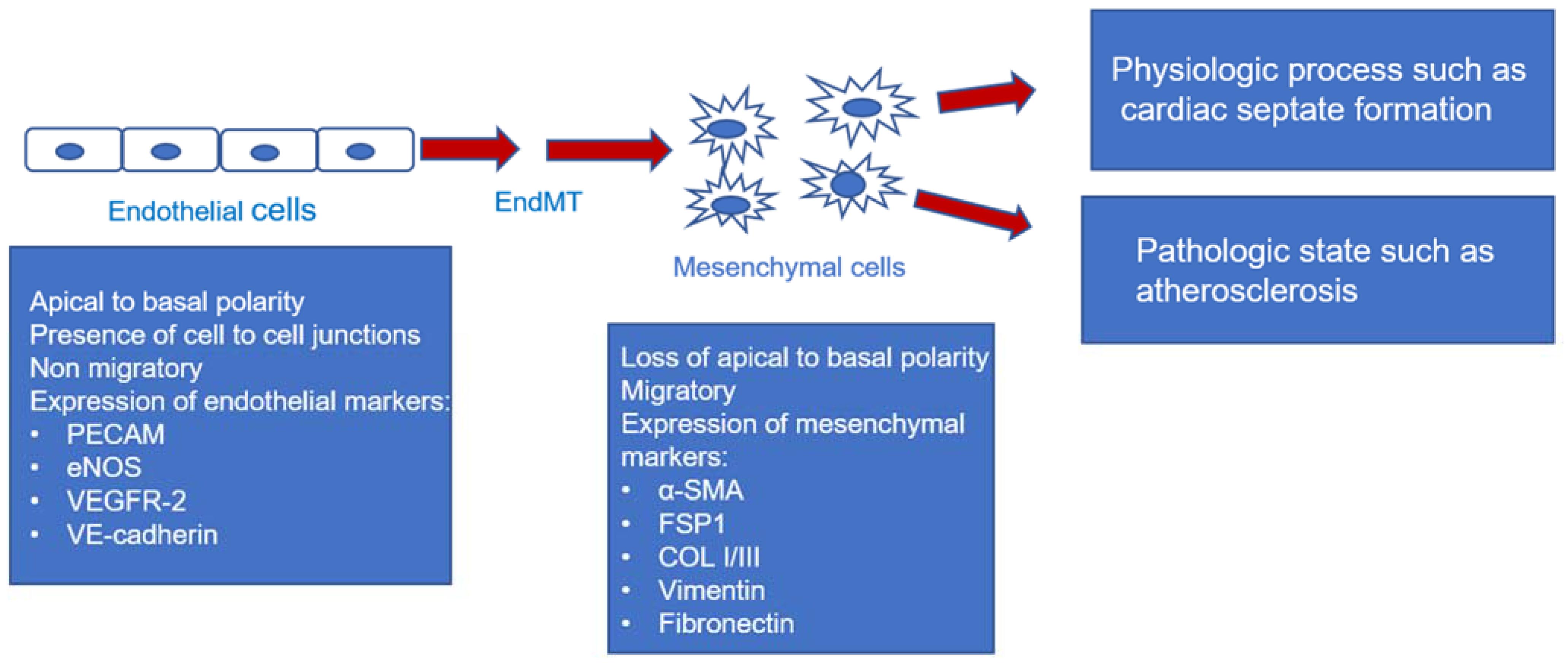 IJTM | Free Full-Text | The Contribution of Endothelial-Mesenchymal  Transition to Atherosclerosis | HTML