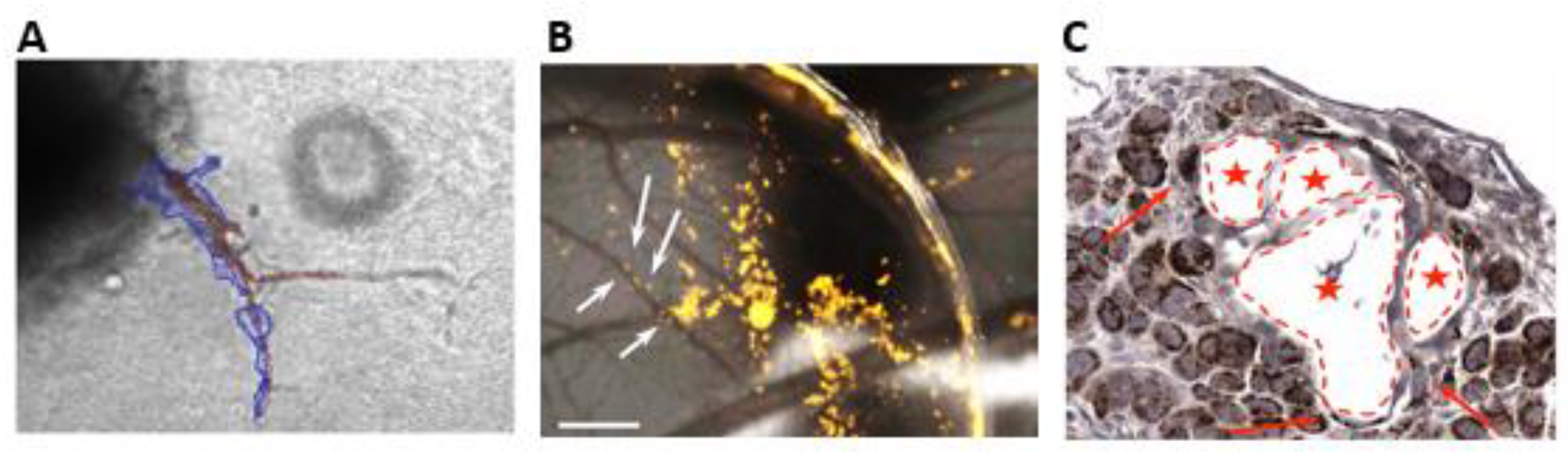 Ijtm 01 00012 g002 Ijtm 01 00012 g002