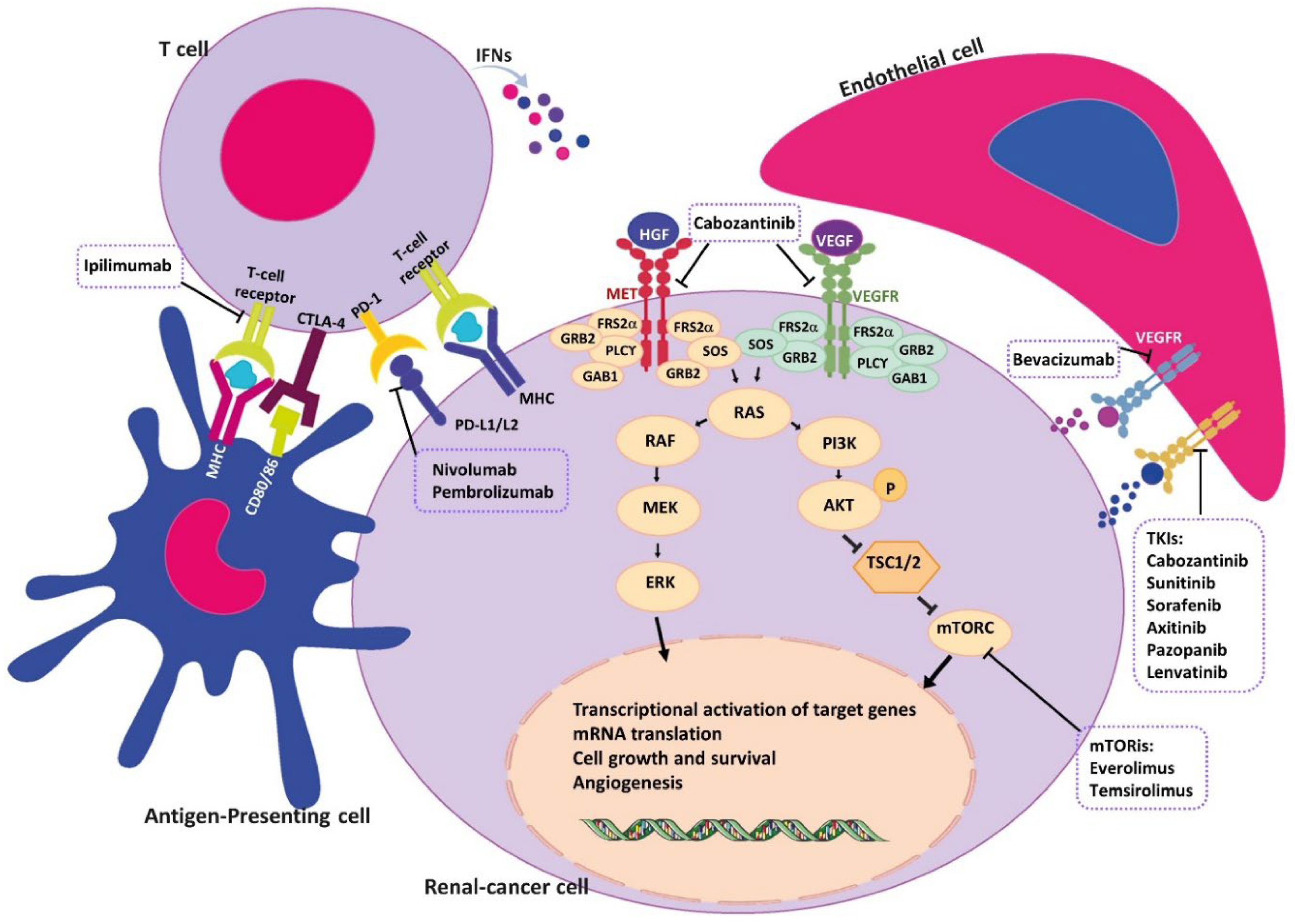 Ijtm 02 00042 g002 Ijtm 02 00042 g002