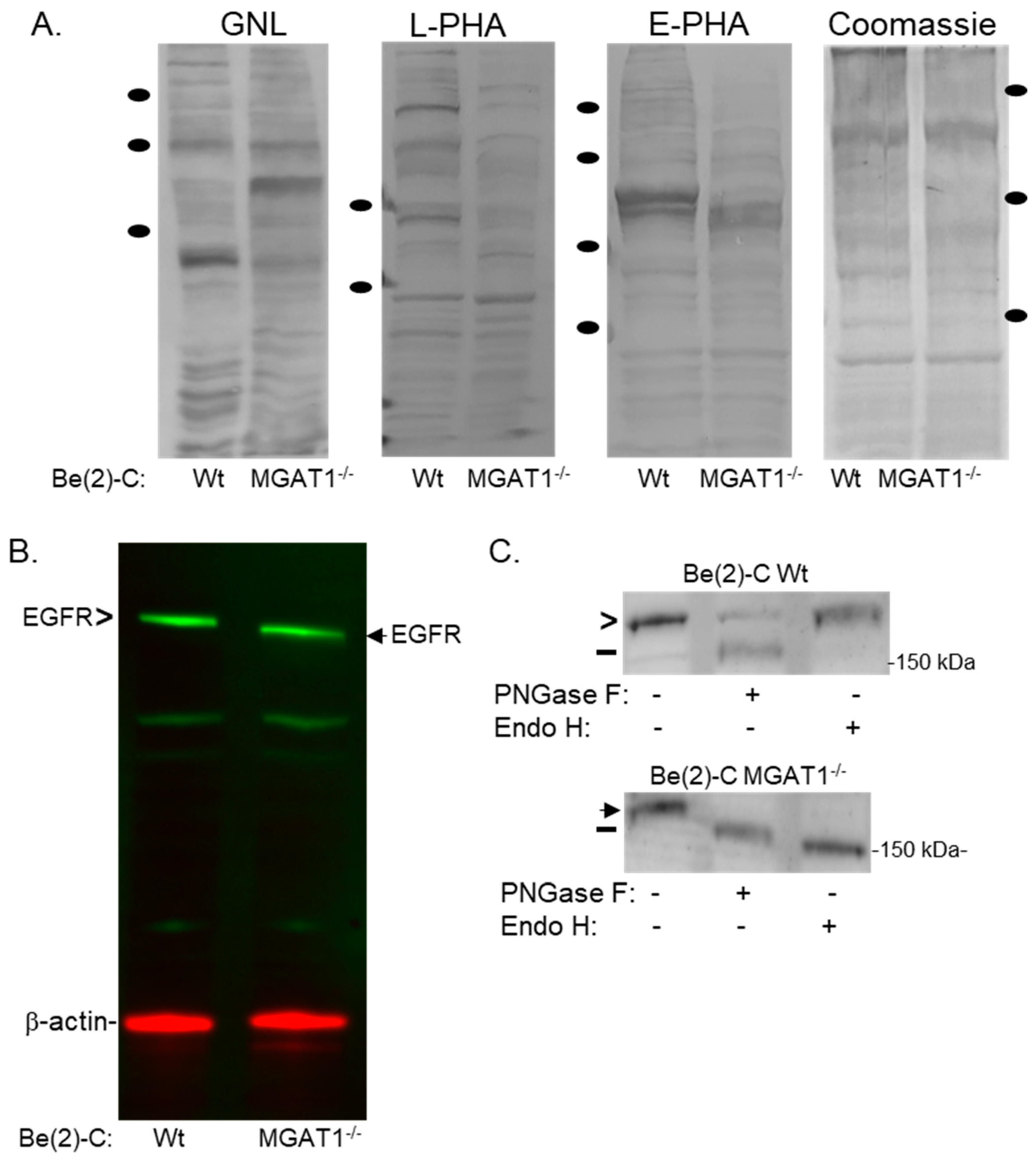 Ijtm 04 00035 g002 Ijtm 04 00035 g002