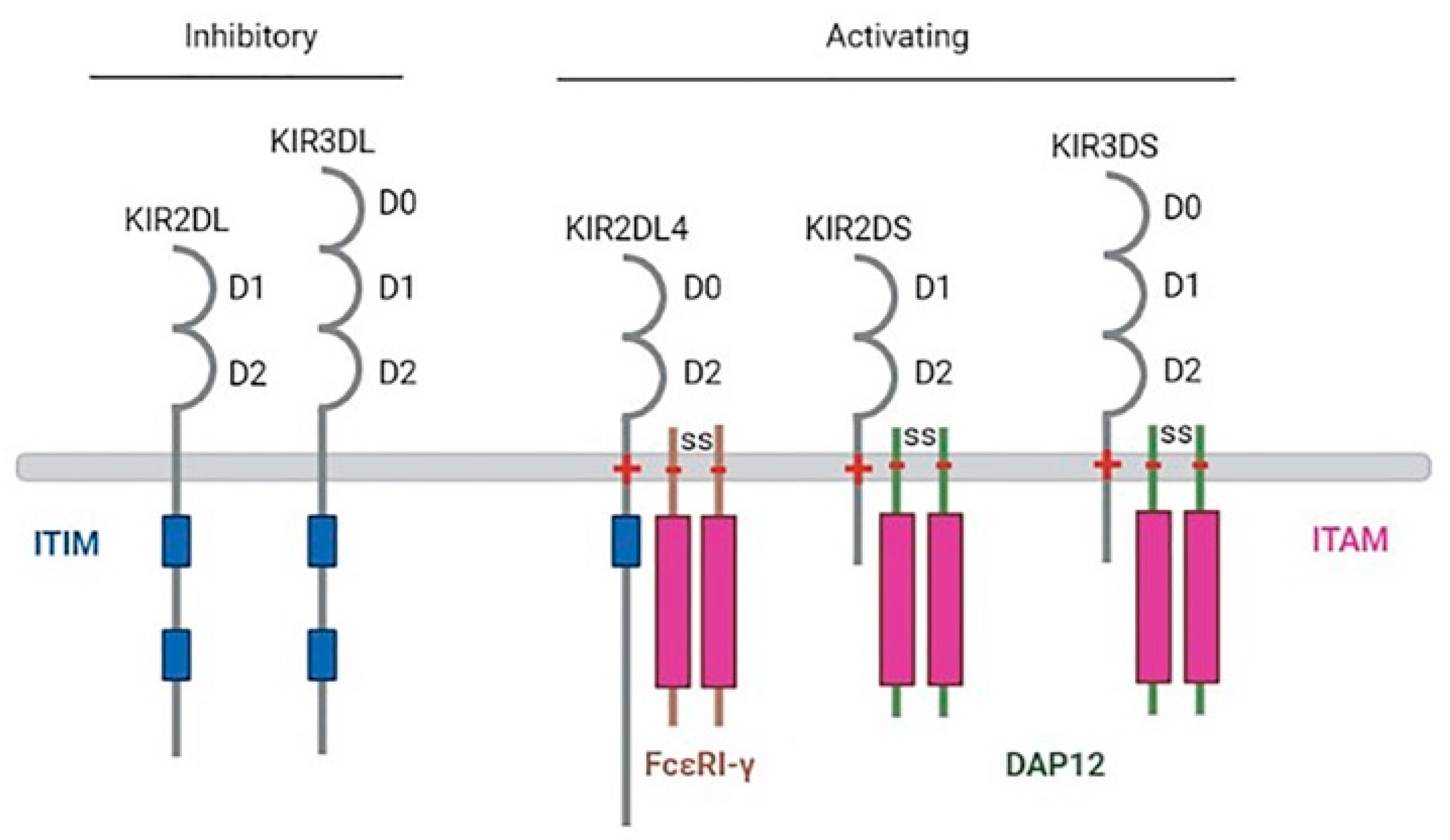 Immuno 01 00021 g003