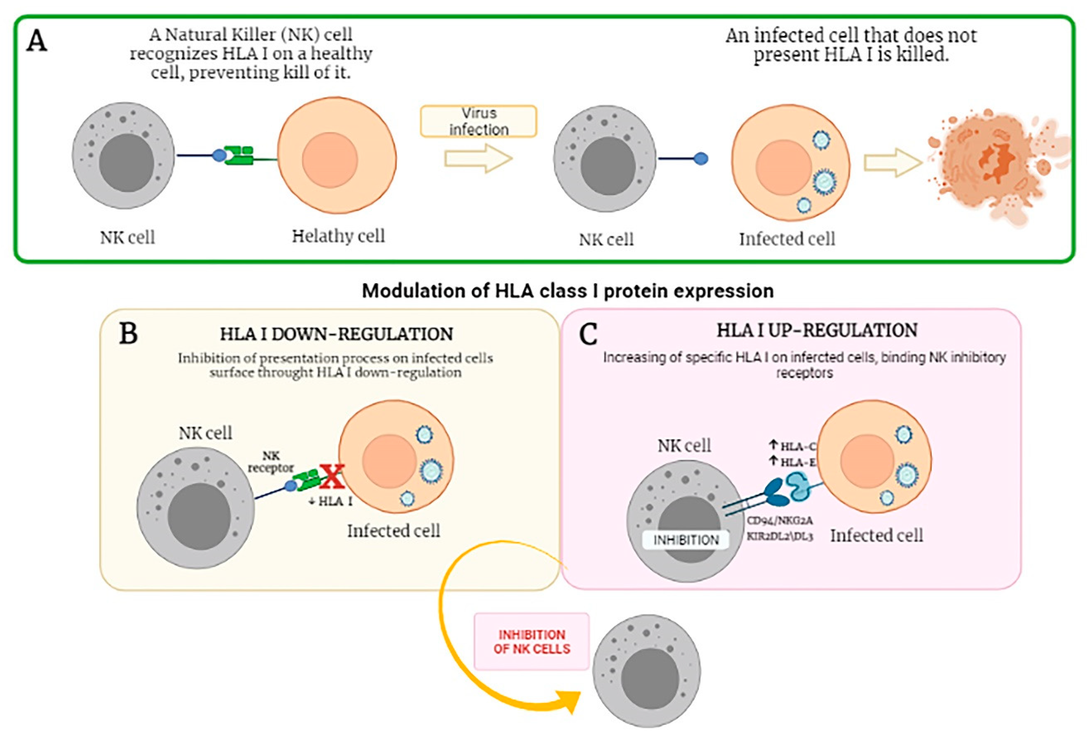 immuno free full text role of kir receptor in nk regulation during viral infections html