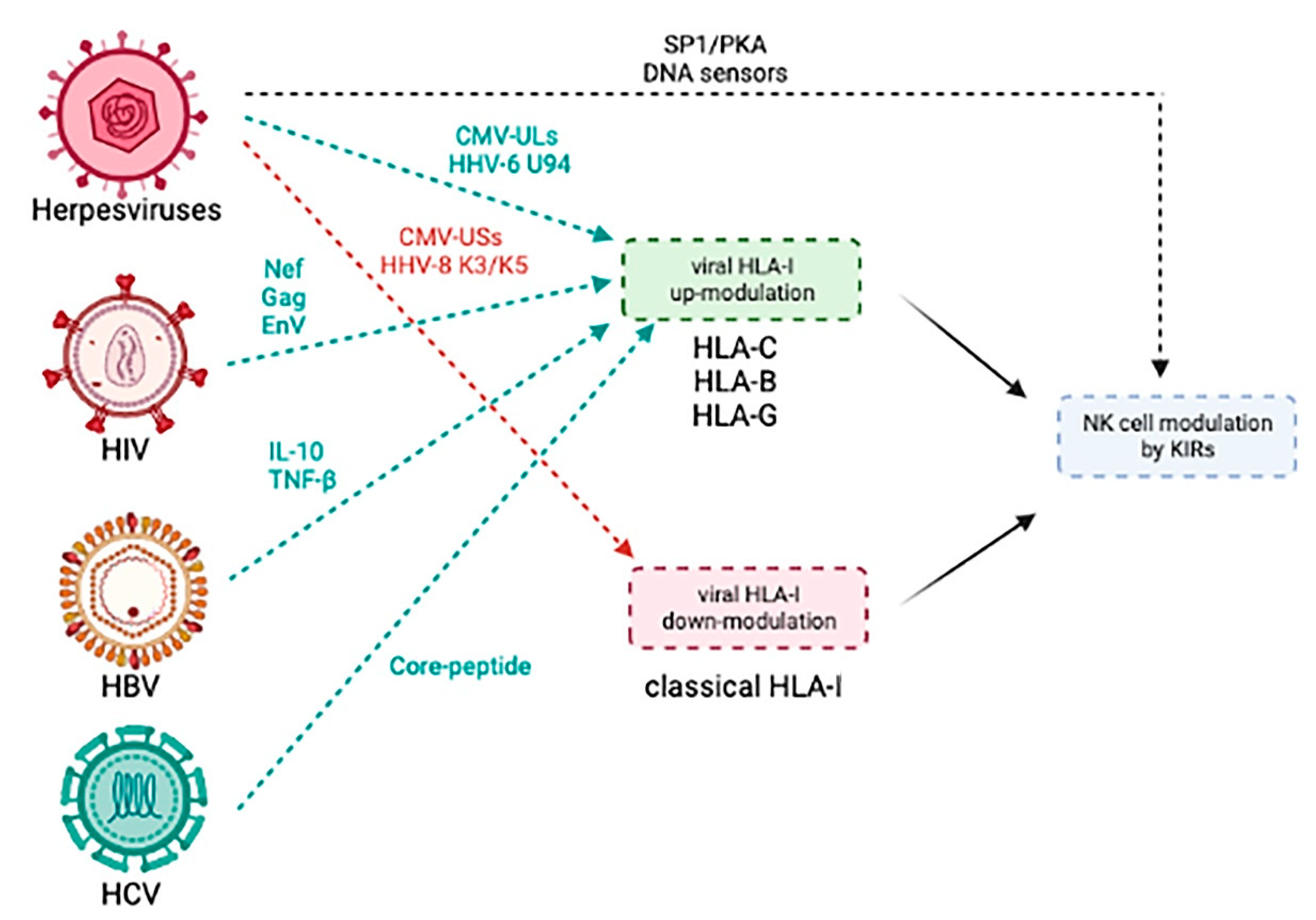 Immuno 01 00021 g007