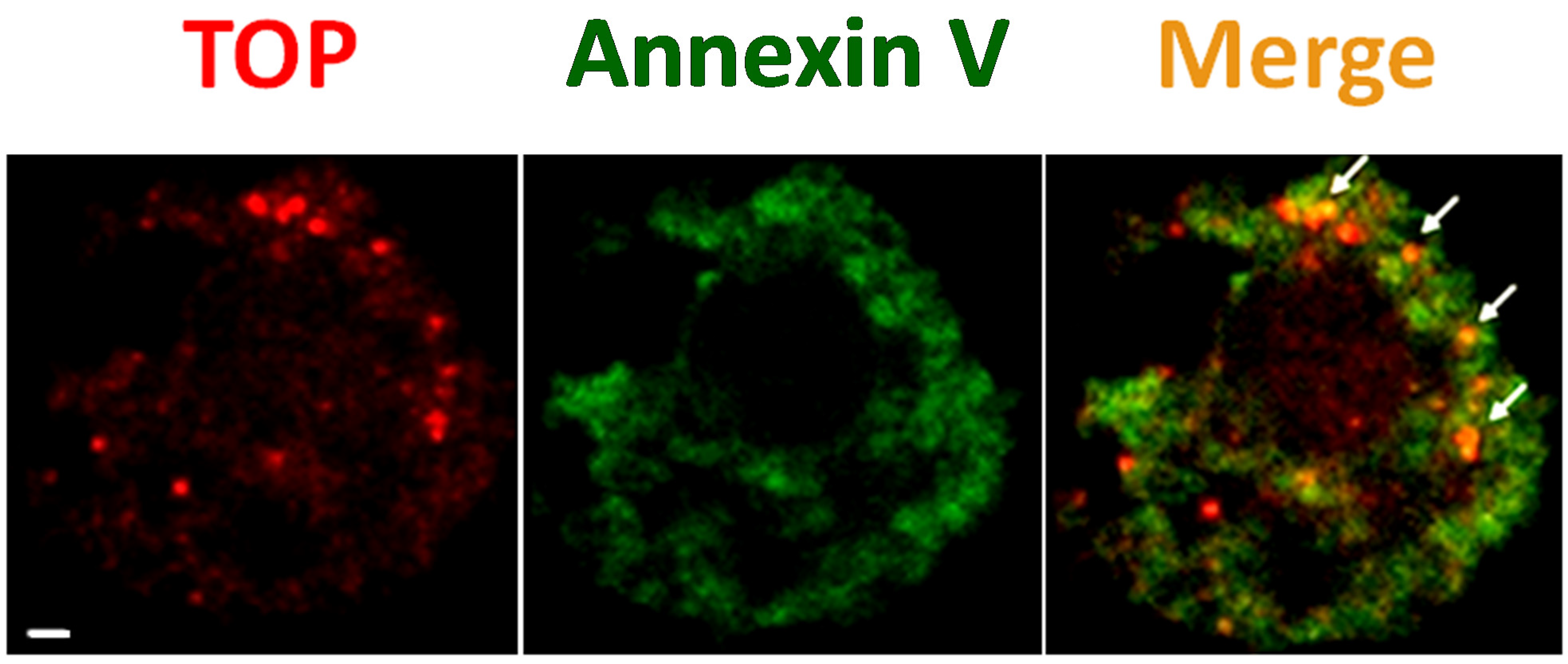 Immuno 01 00022 g003 Immuno 01 00022 g003