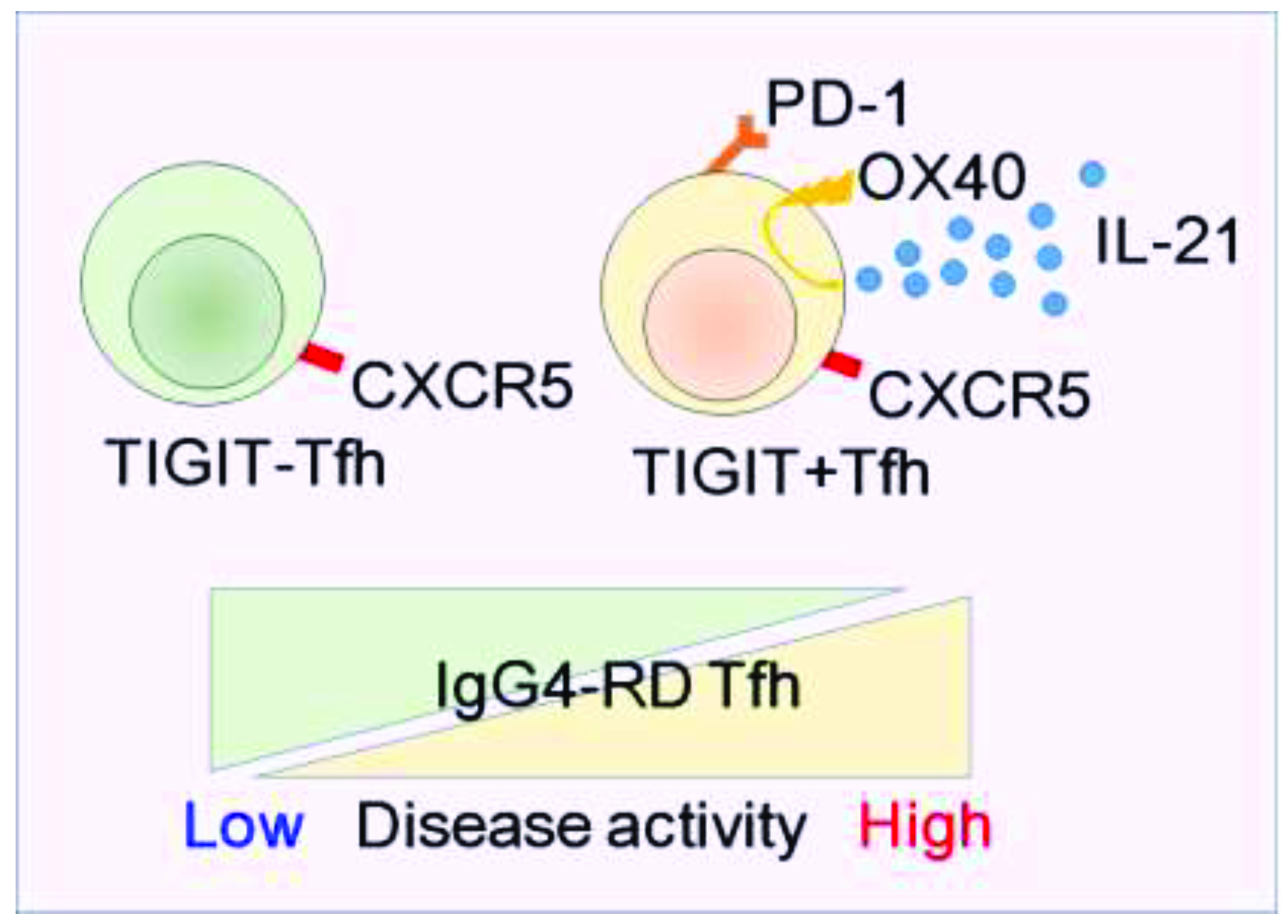 Immuno 01 00026 g005