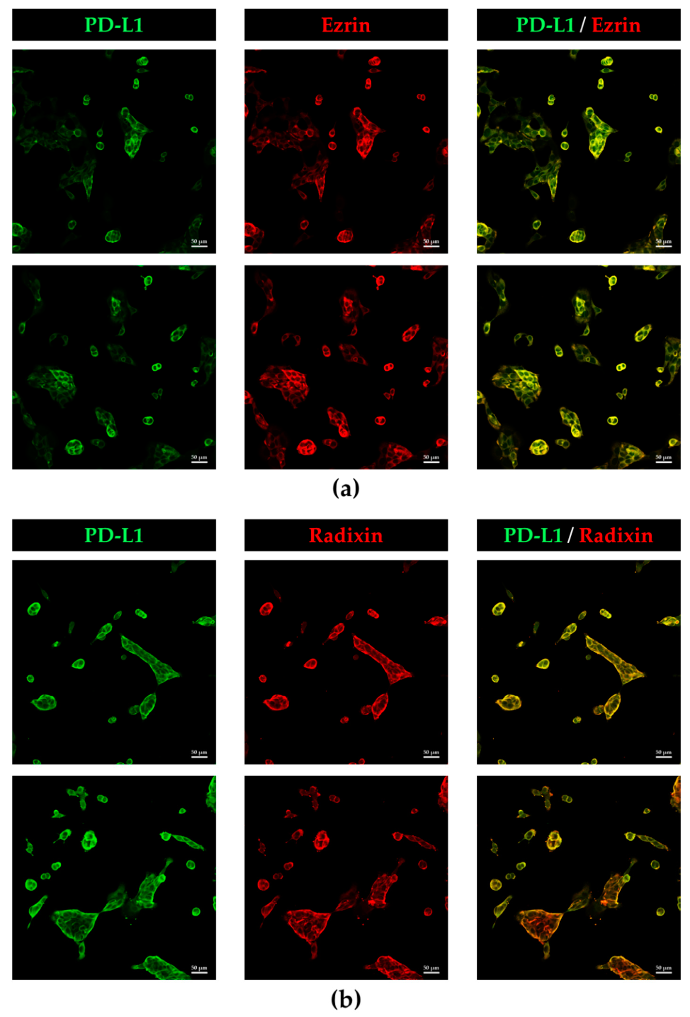 Immuno 02 00006 g003 Immuno 02 00006 g003