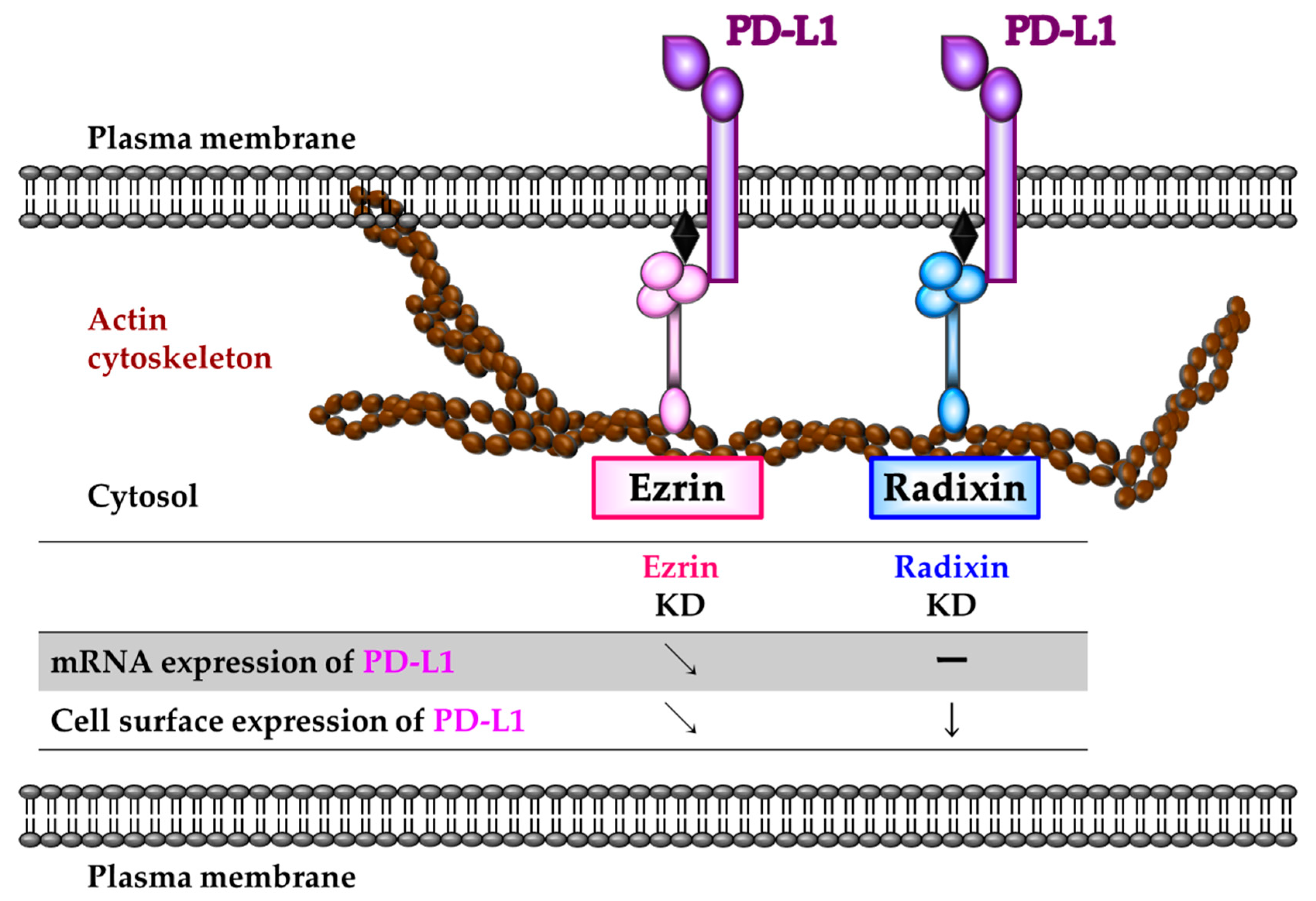 Immuno | Free Full-Text | Ezrin and Radixin Differentially Modulate Cell  Surface Expression of Programmed Death Ligand-1 in Human Pancreatic Ductal  Adenocarcinoma KP-2 Cells