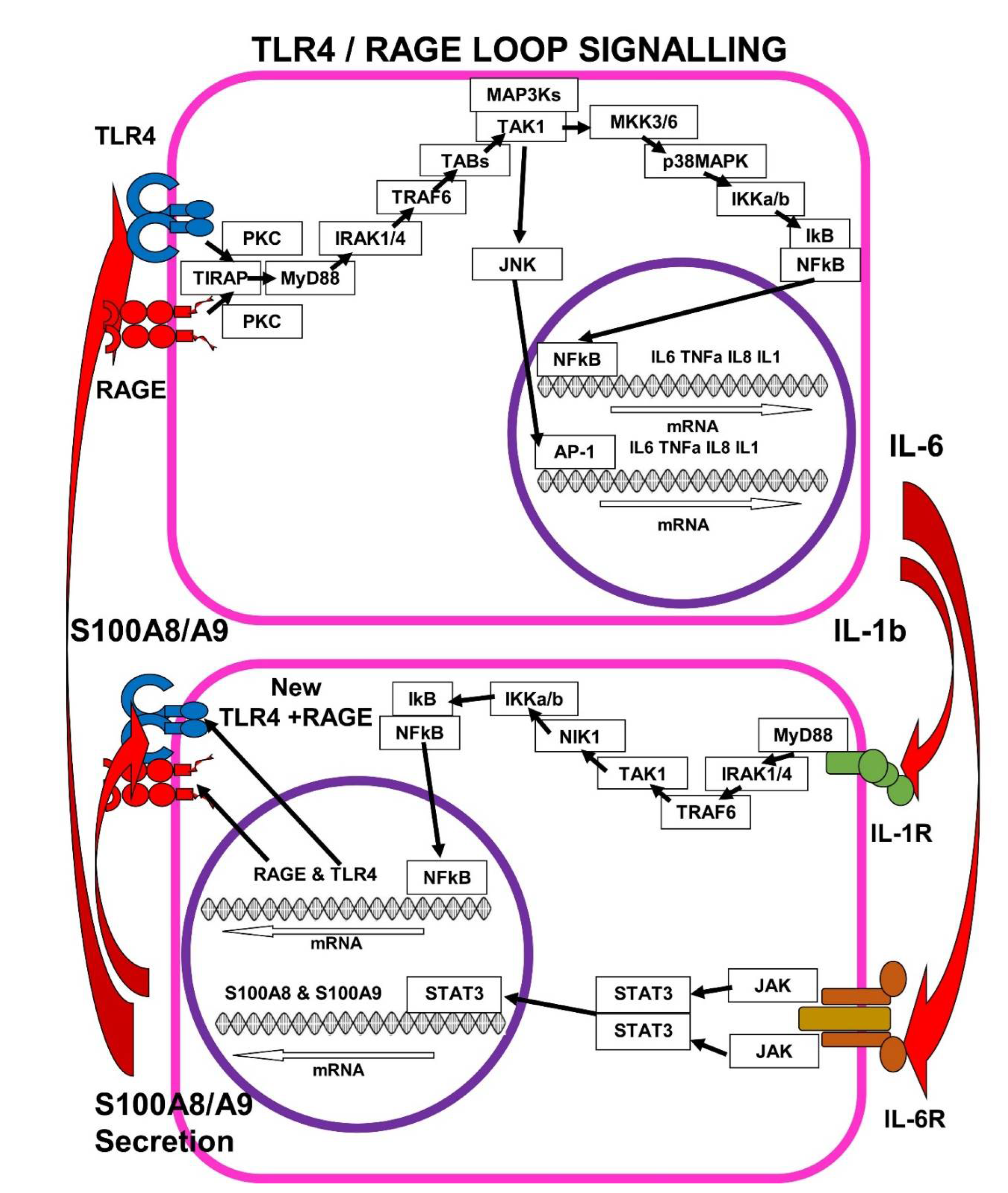 Immuno 02 00033 g002