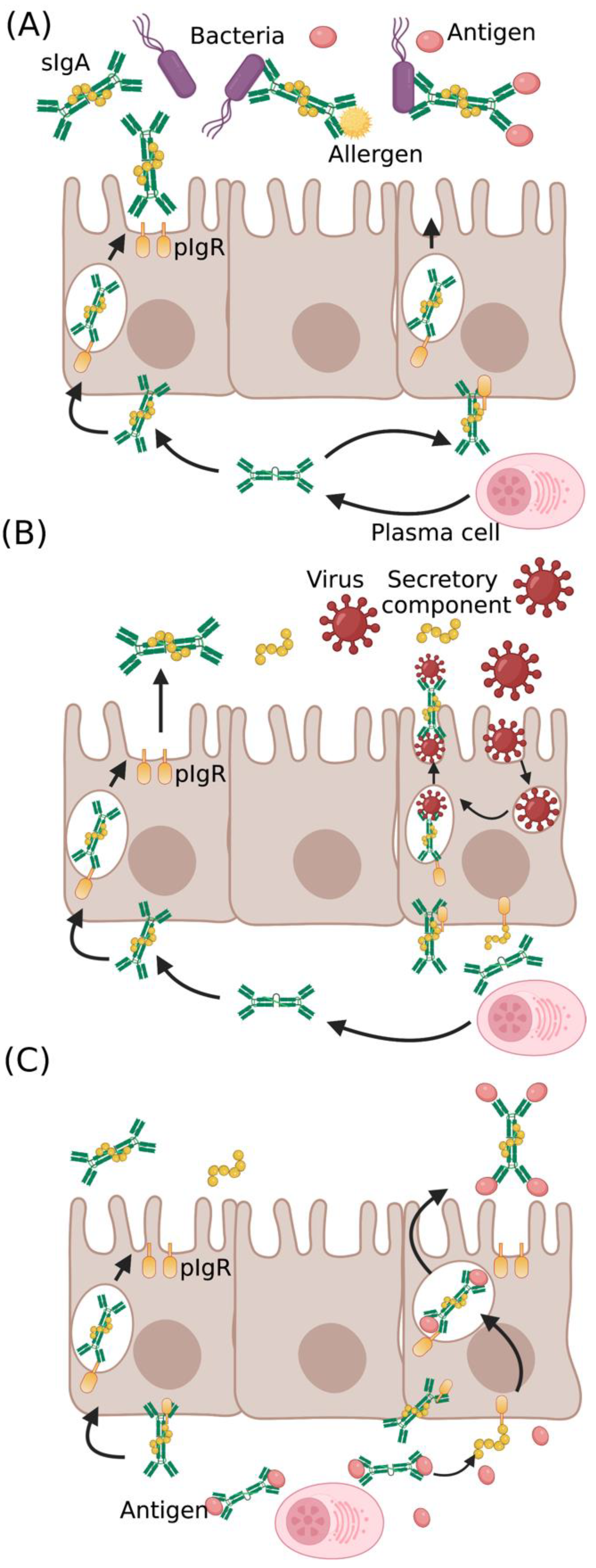 Immuno 02 00036 g001 Immuno 02 00036 g001
