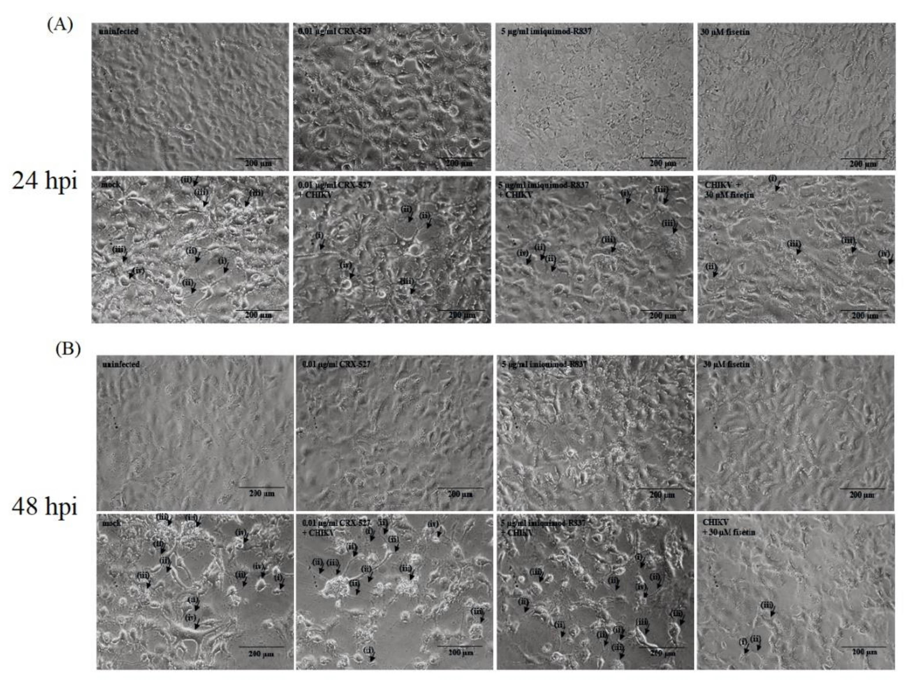 Immuno 02 00043 g002 Immuno 02 00043 g002