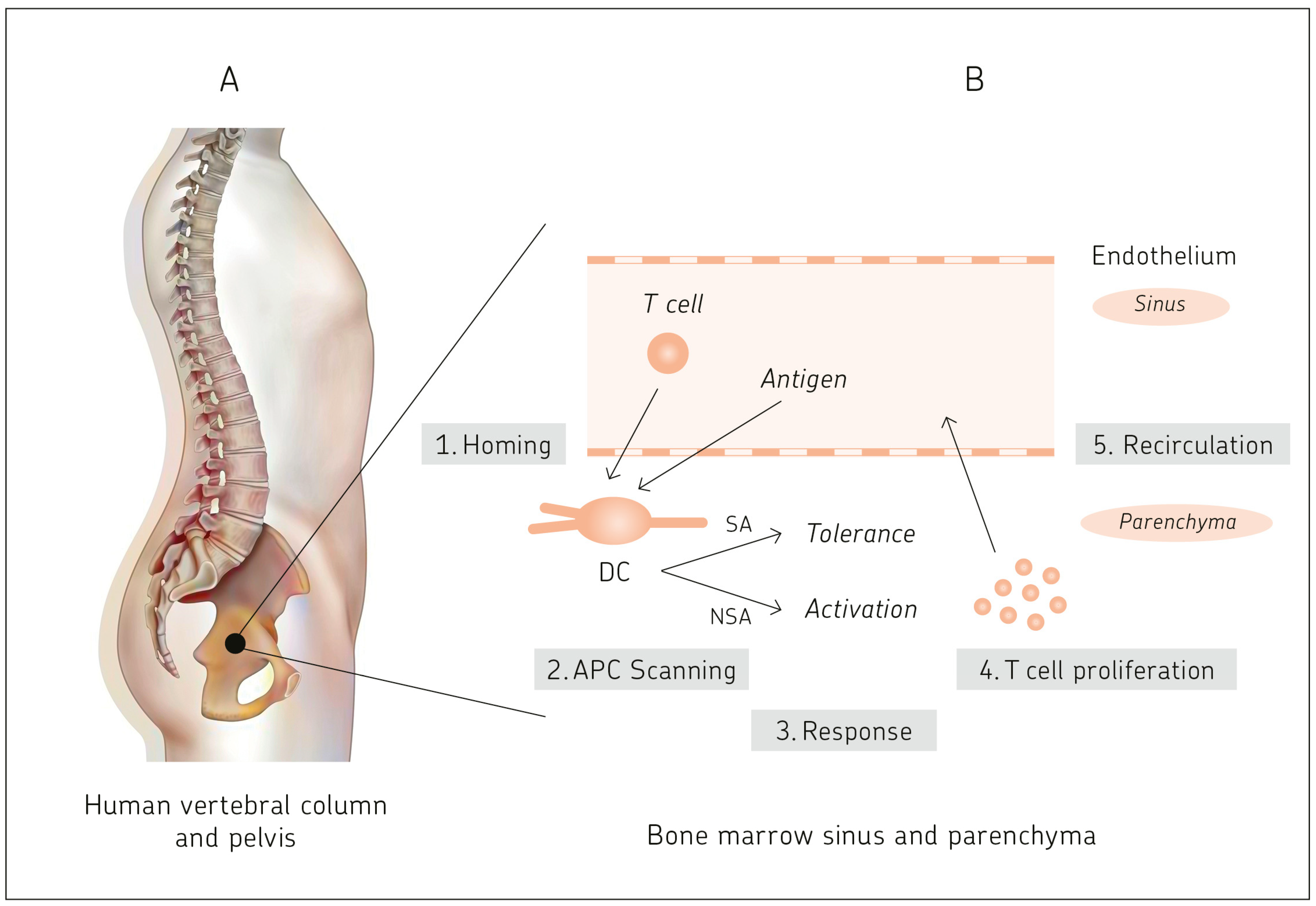 Immuno | Free Full-Text | Bone Marrow: The Central Immune System