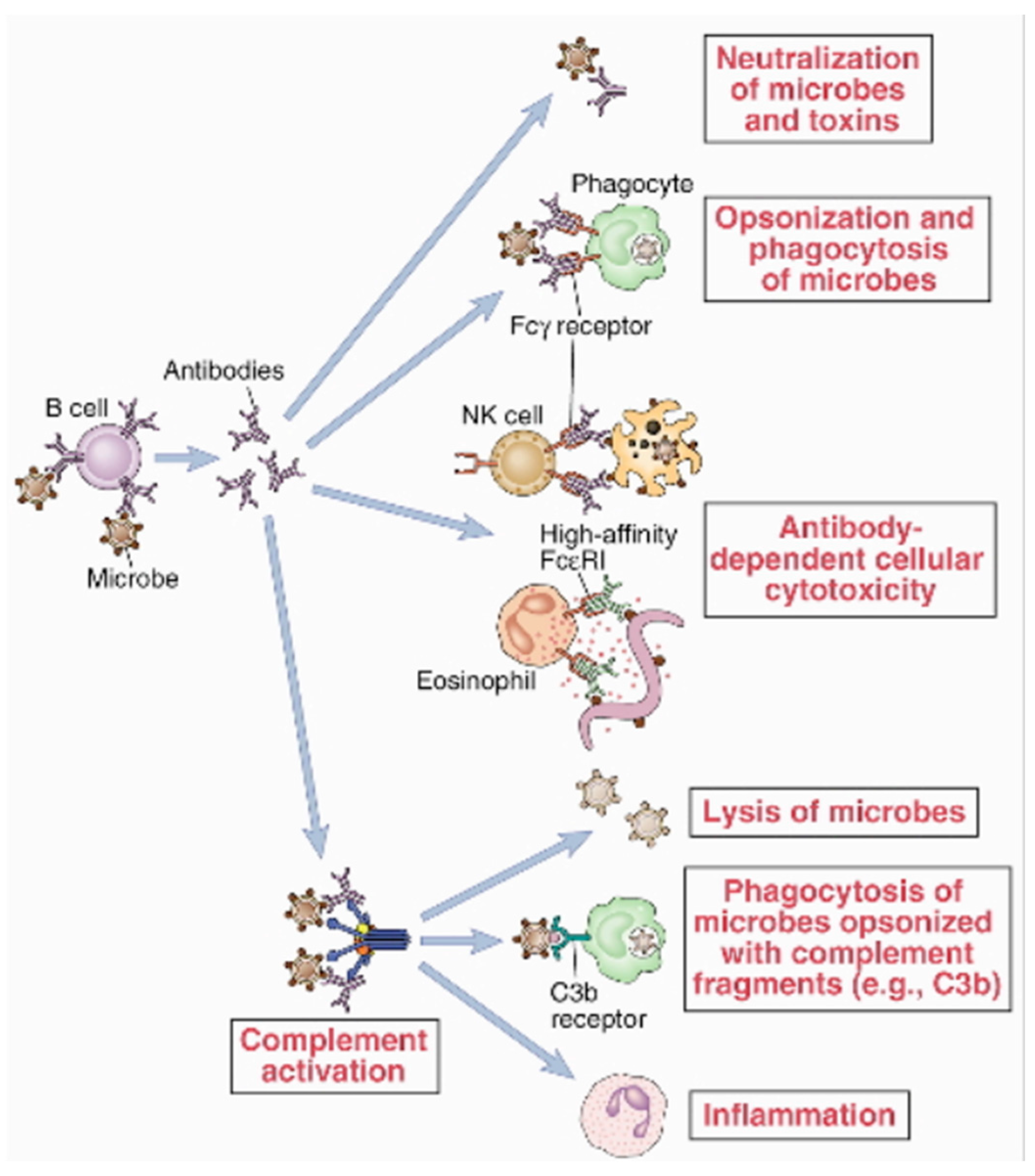 antibodies immune system
