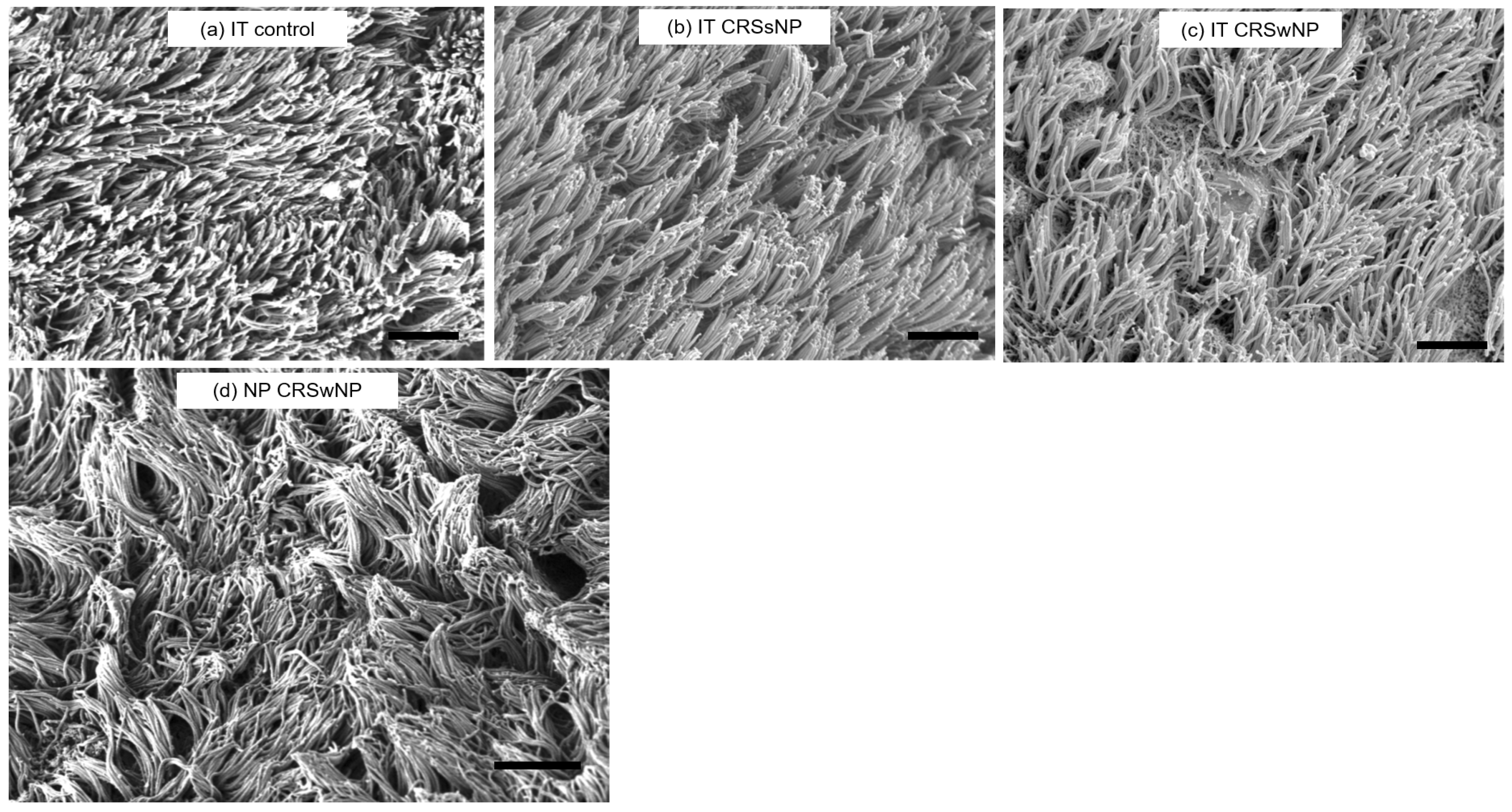 Immuno 04 00016 g003