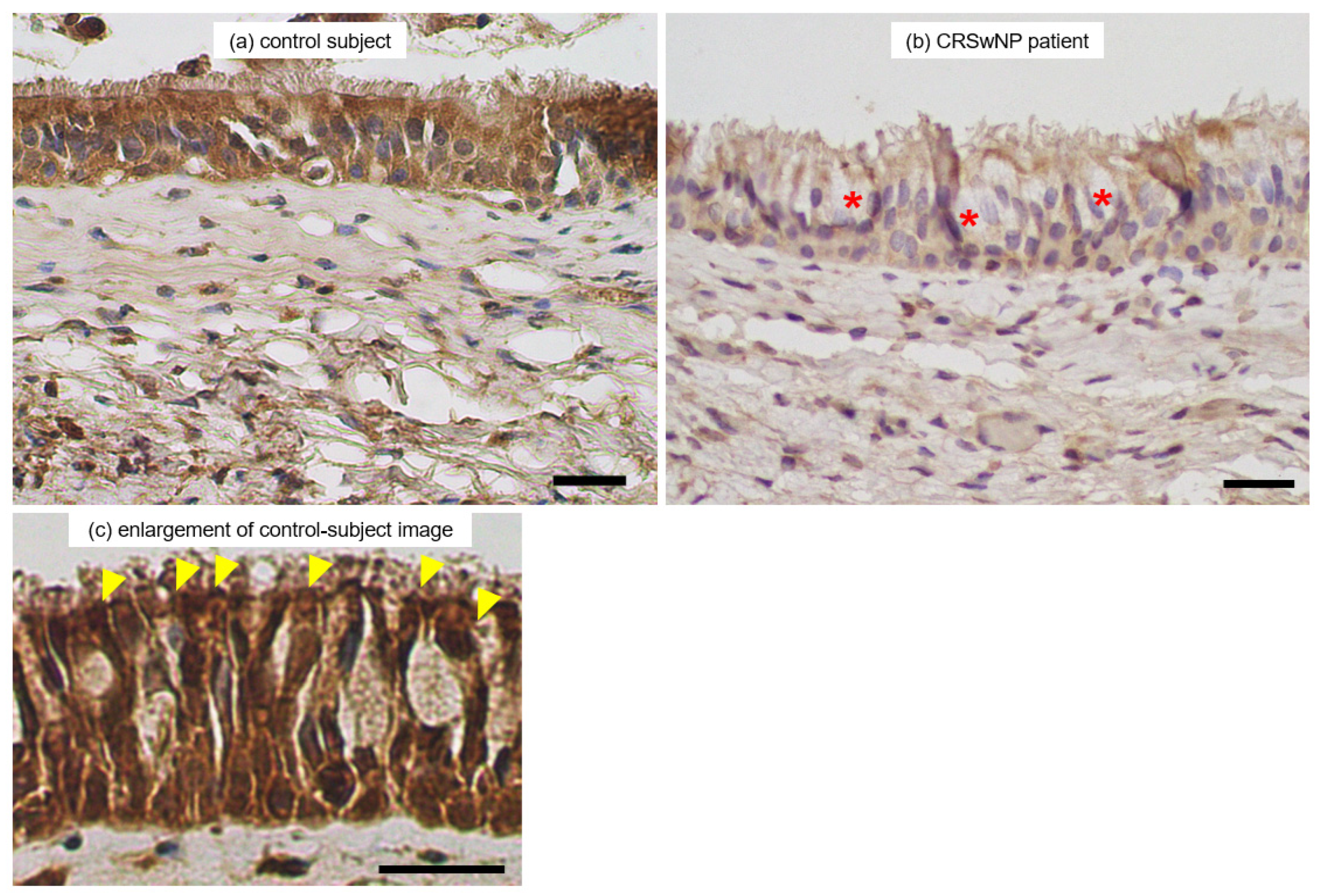 Immuno 04 00016 g007