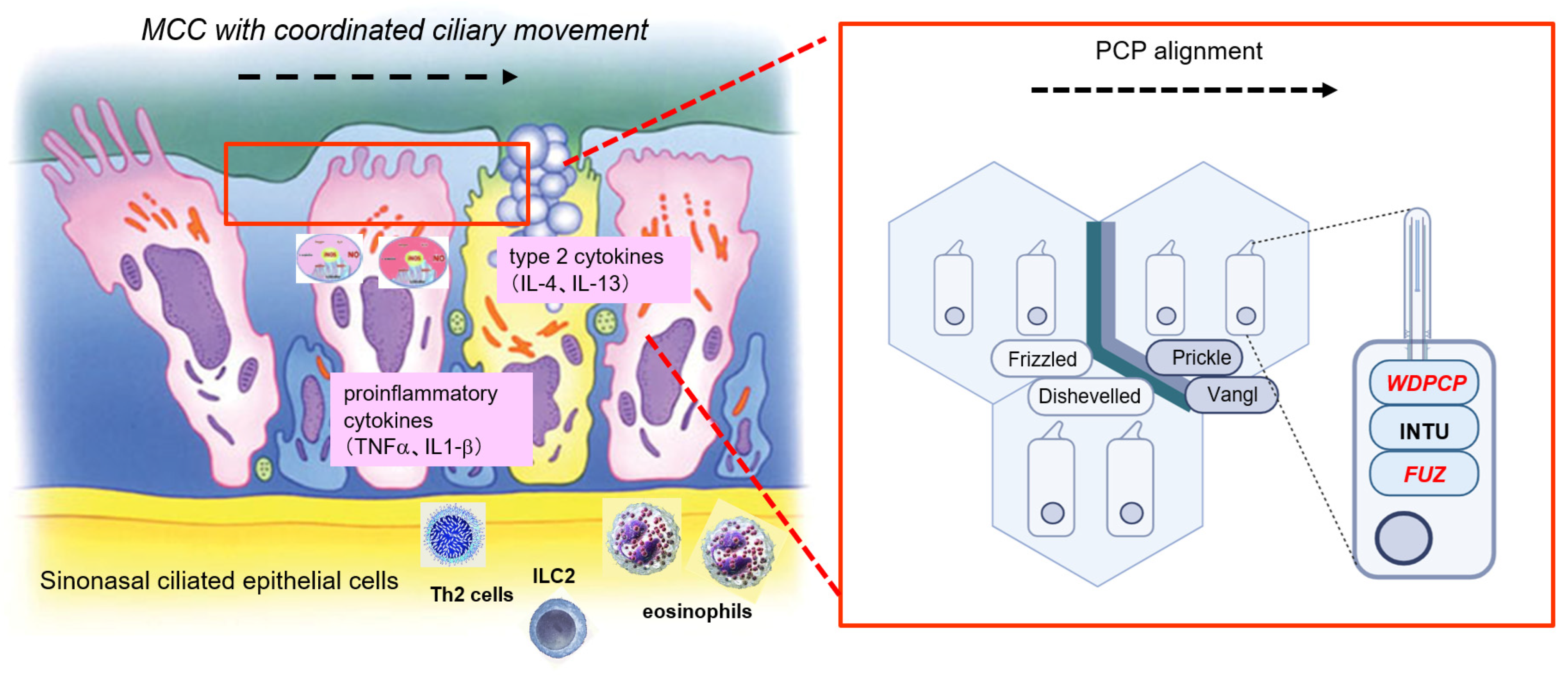 Immuno 04 00016 g009