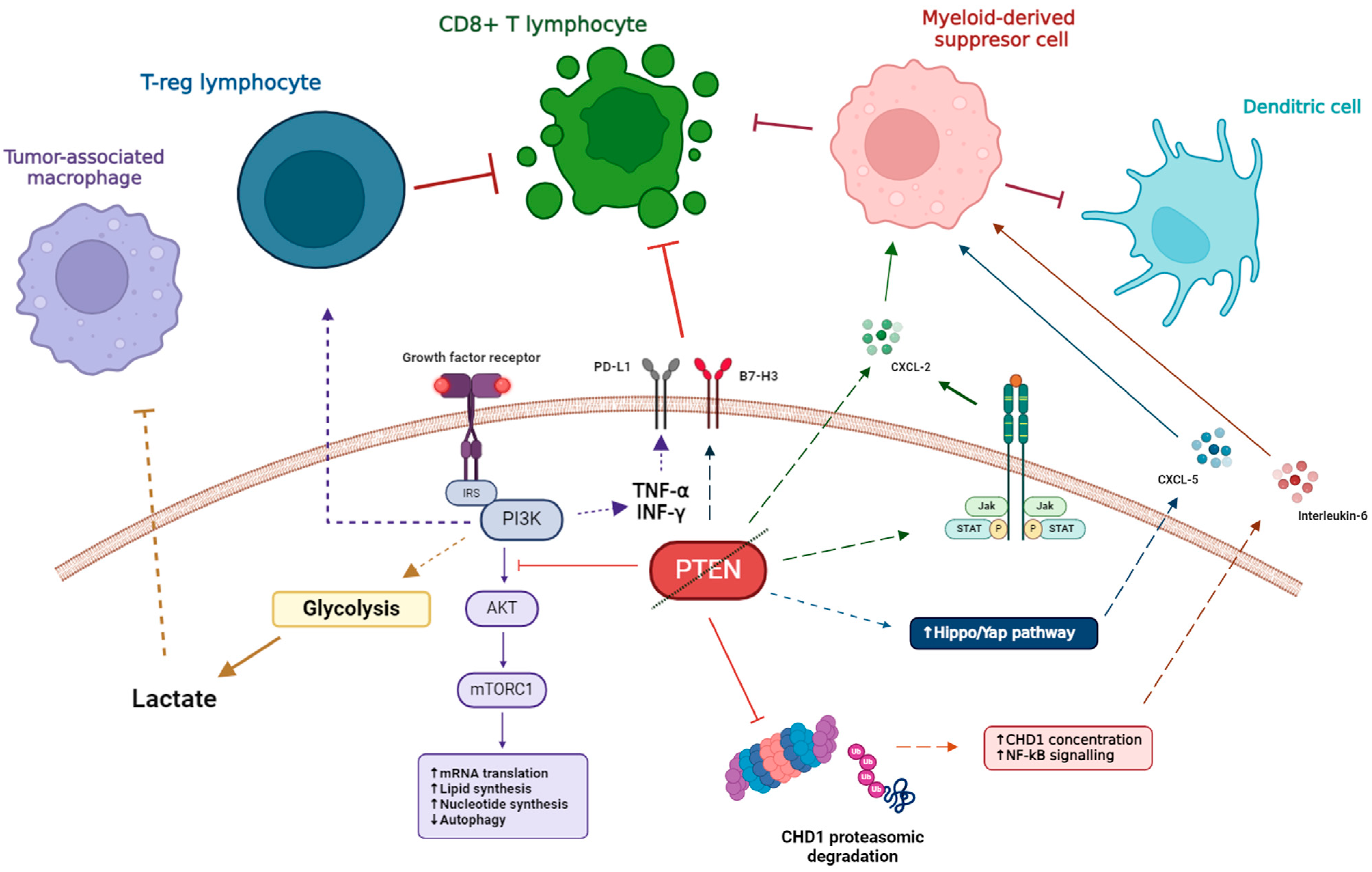 Immuno 04 00028 g001