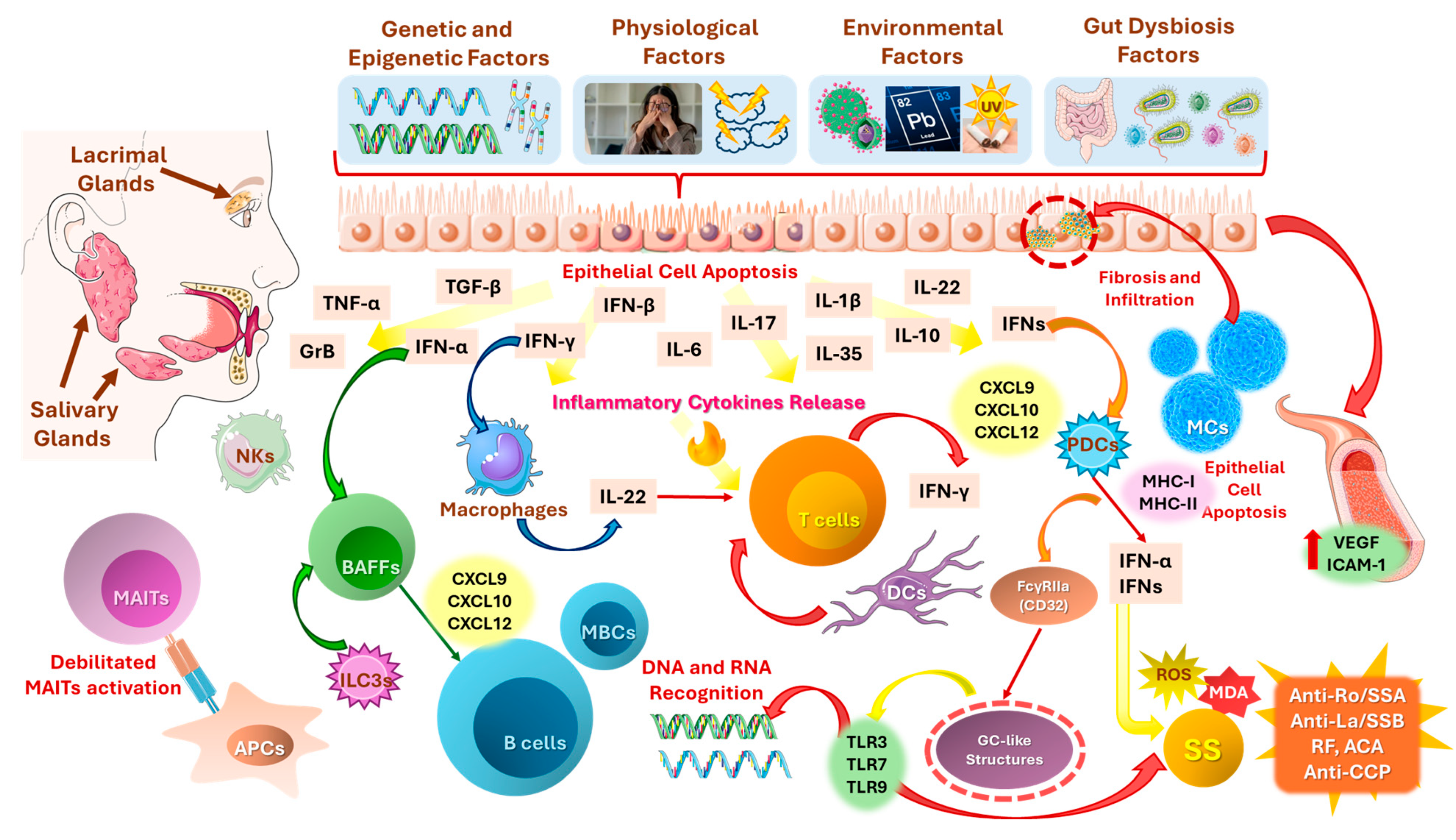 Immuno 05 00024 g004 Immuno 05 00024 g004